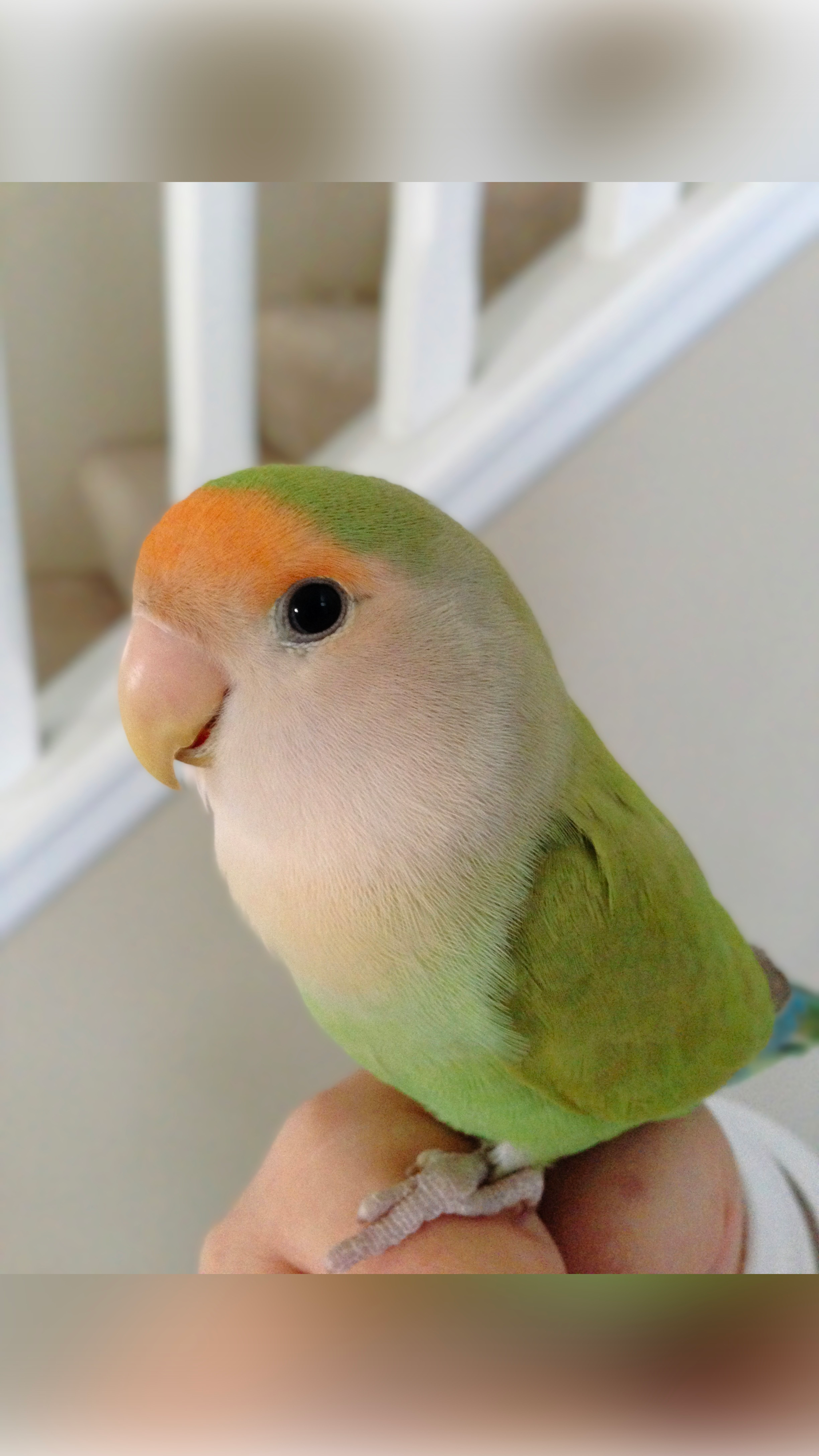 user avatar image for Little Birds