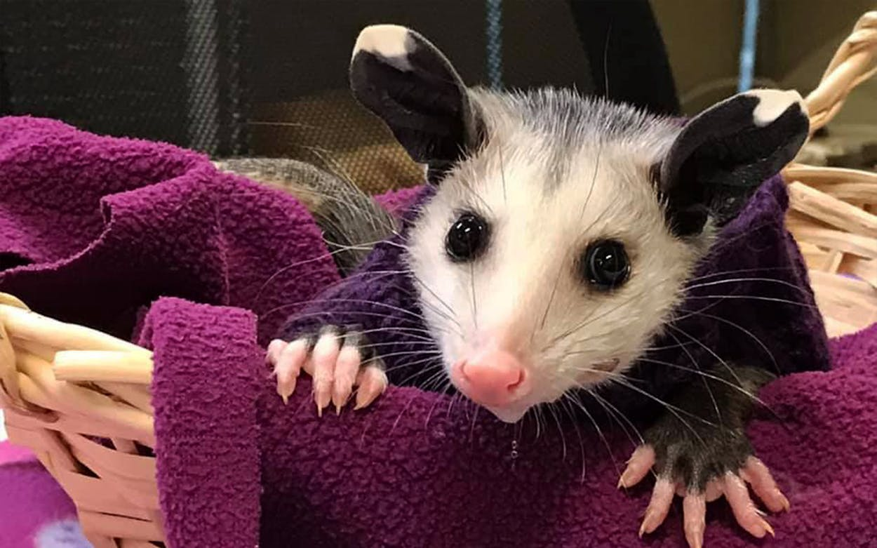 user avatar image for oopsallpossums