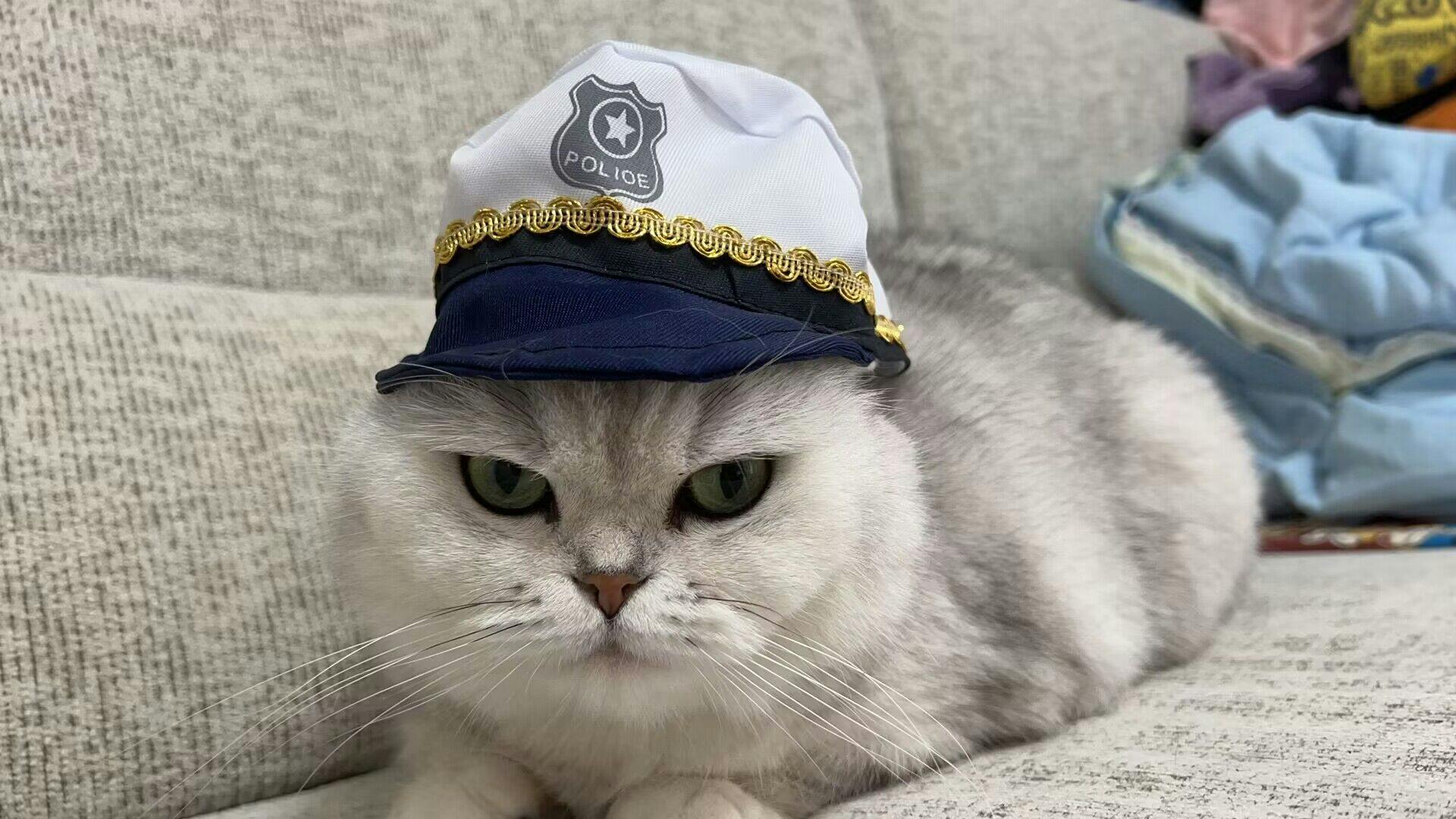 user avatar image for BaldCat