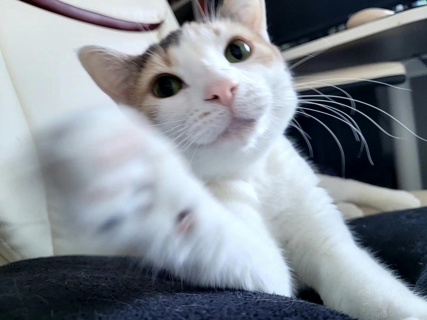 user avatar image for Caius Buran