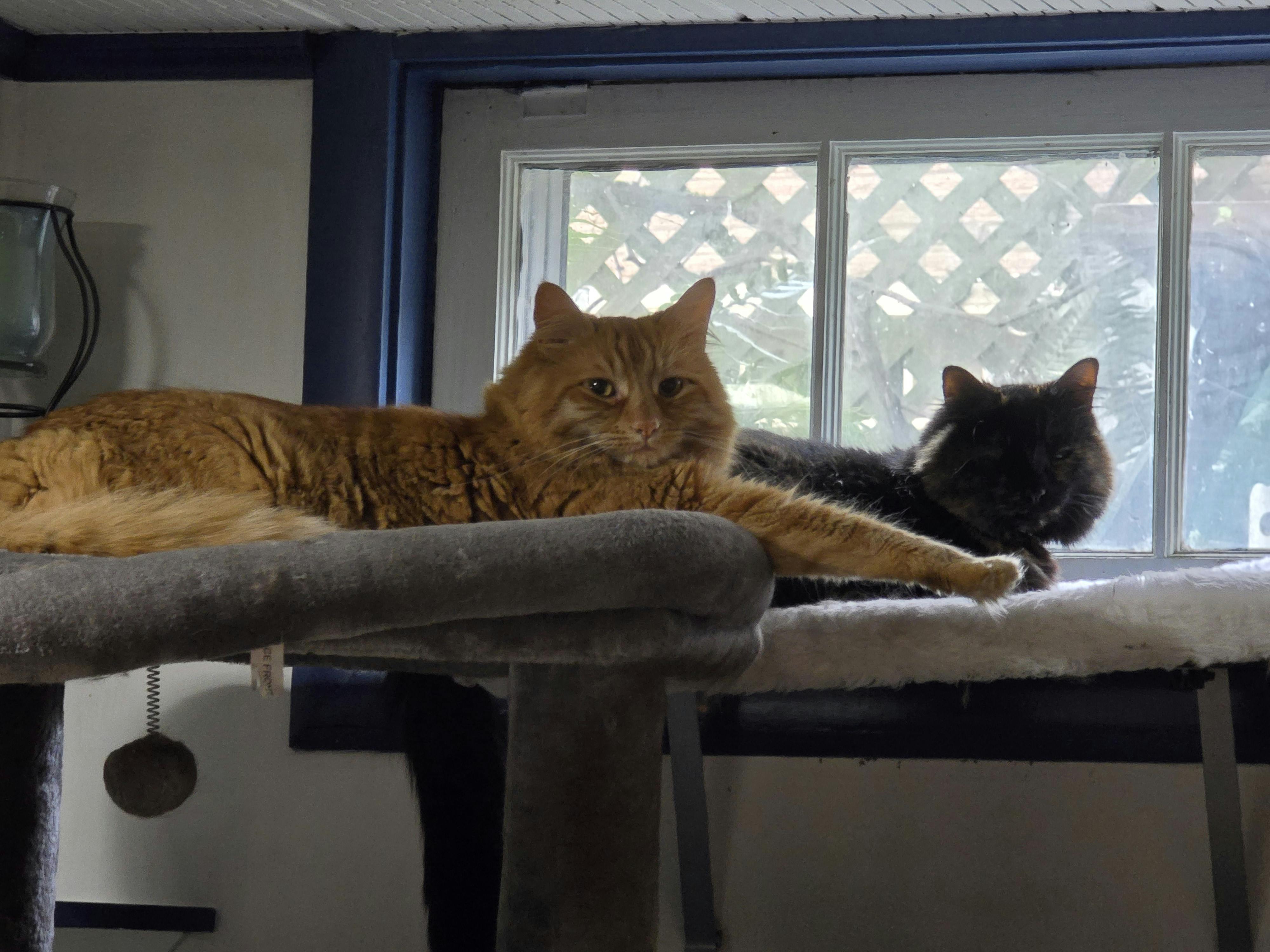 user avatar image for Josi-Lyn Dulaney 