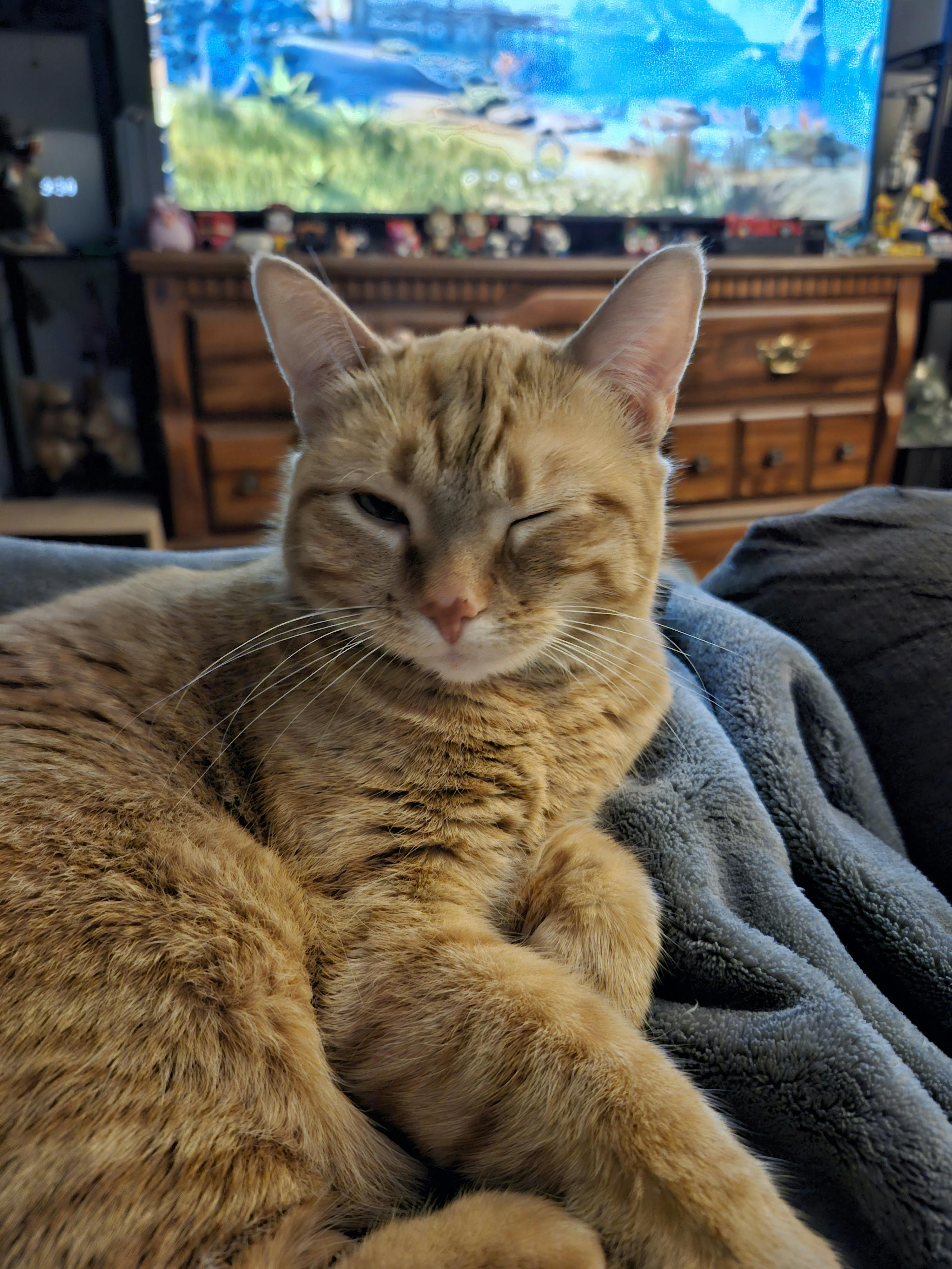 user avatar image for Anonymous Cockatiel #2013734