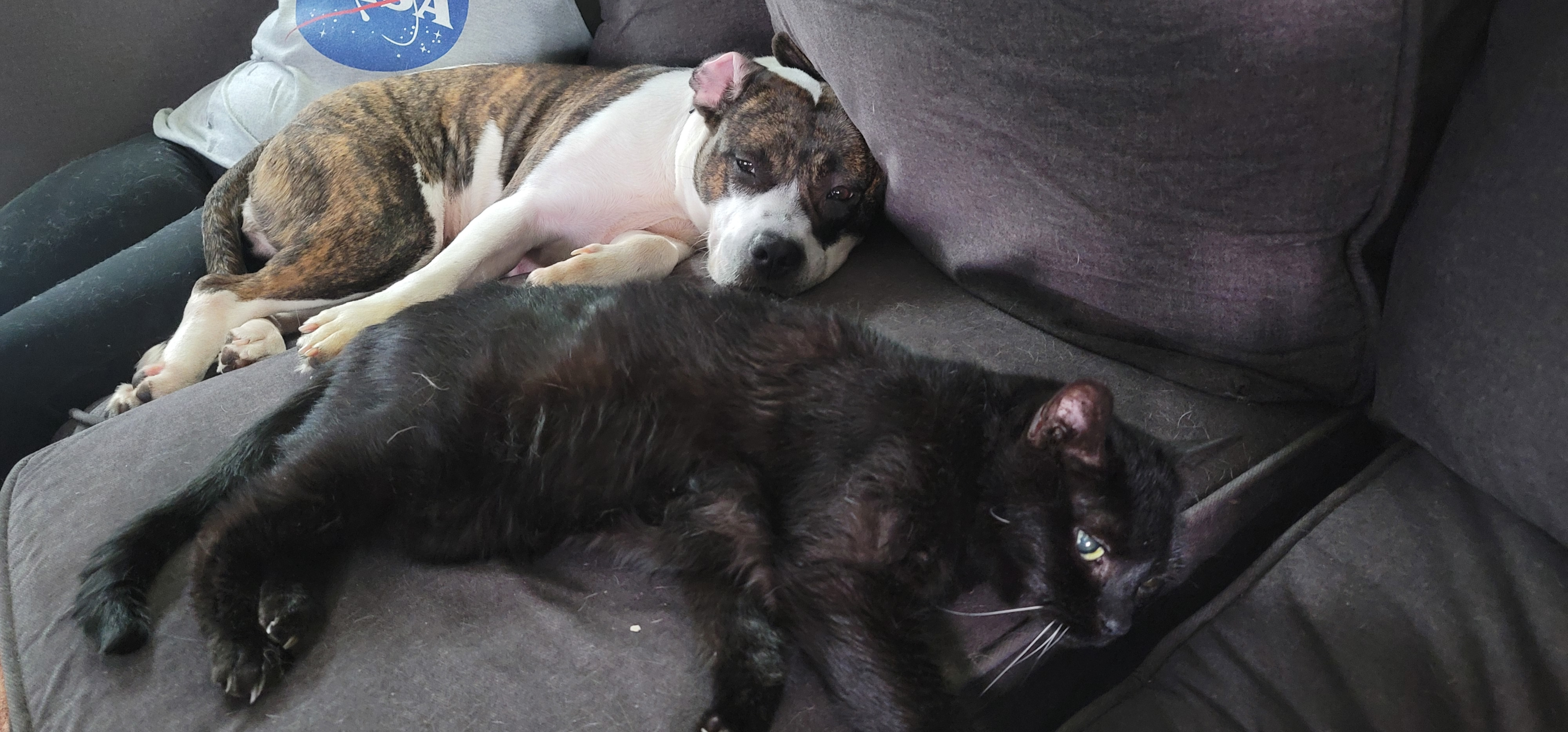 user avatar image for Cricket