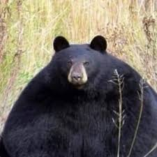 user avatar image for Dalnemi