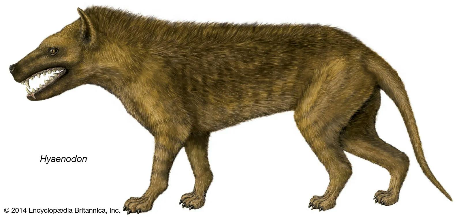 Cave Hyena