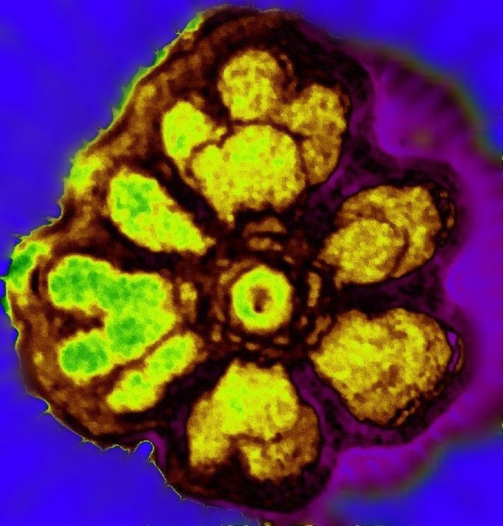 user avatar image for Serpentvisionary