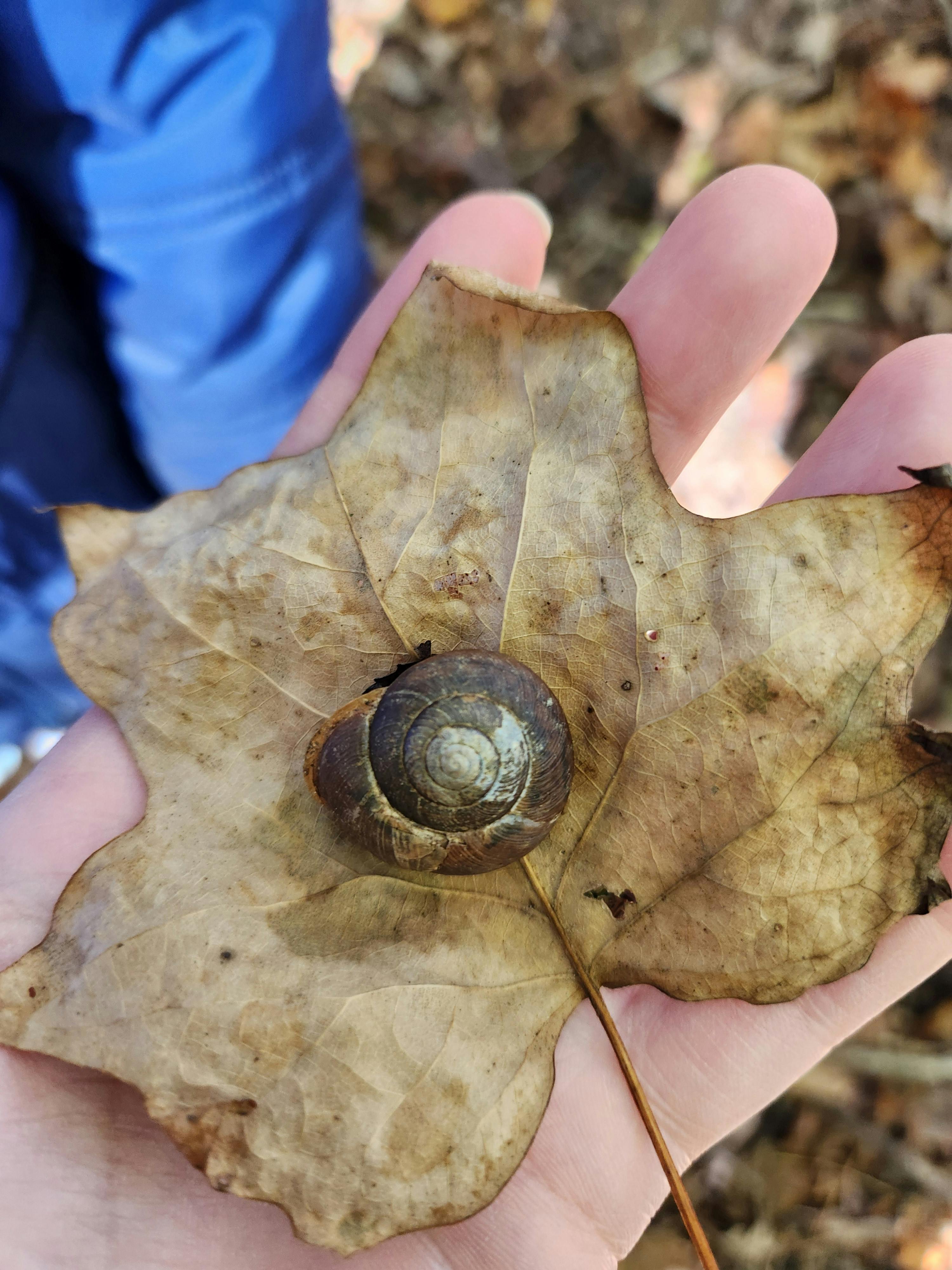 user avatar image for Zeptrellz