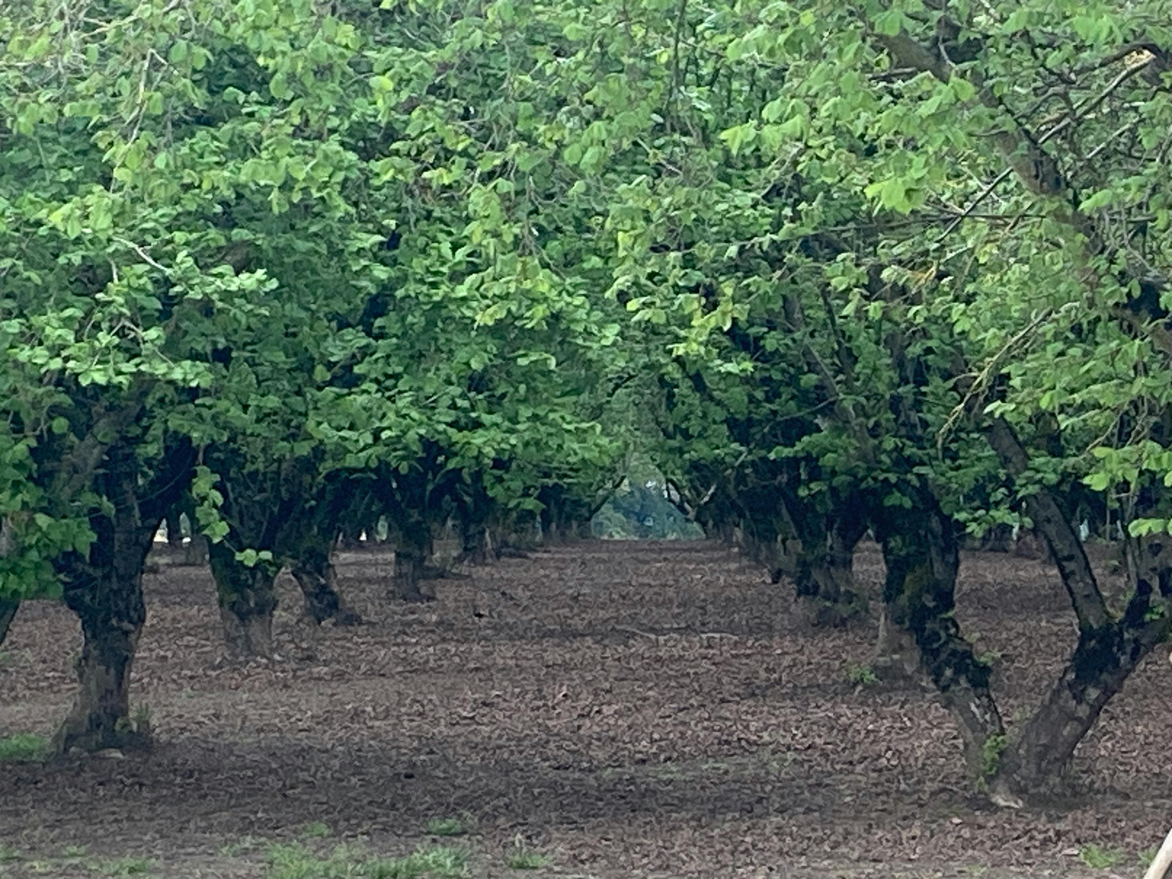 user avatar image for octopad