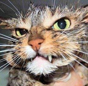 user avatar image for Loup