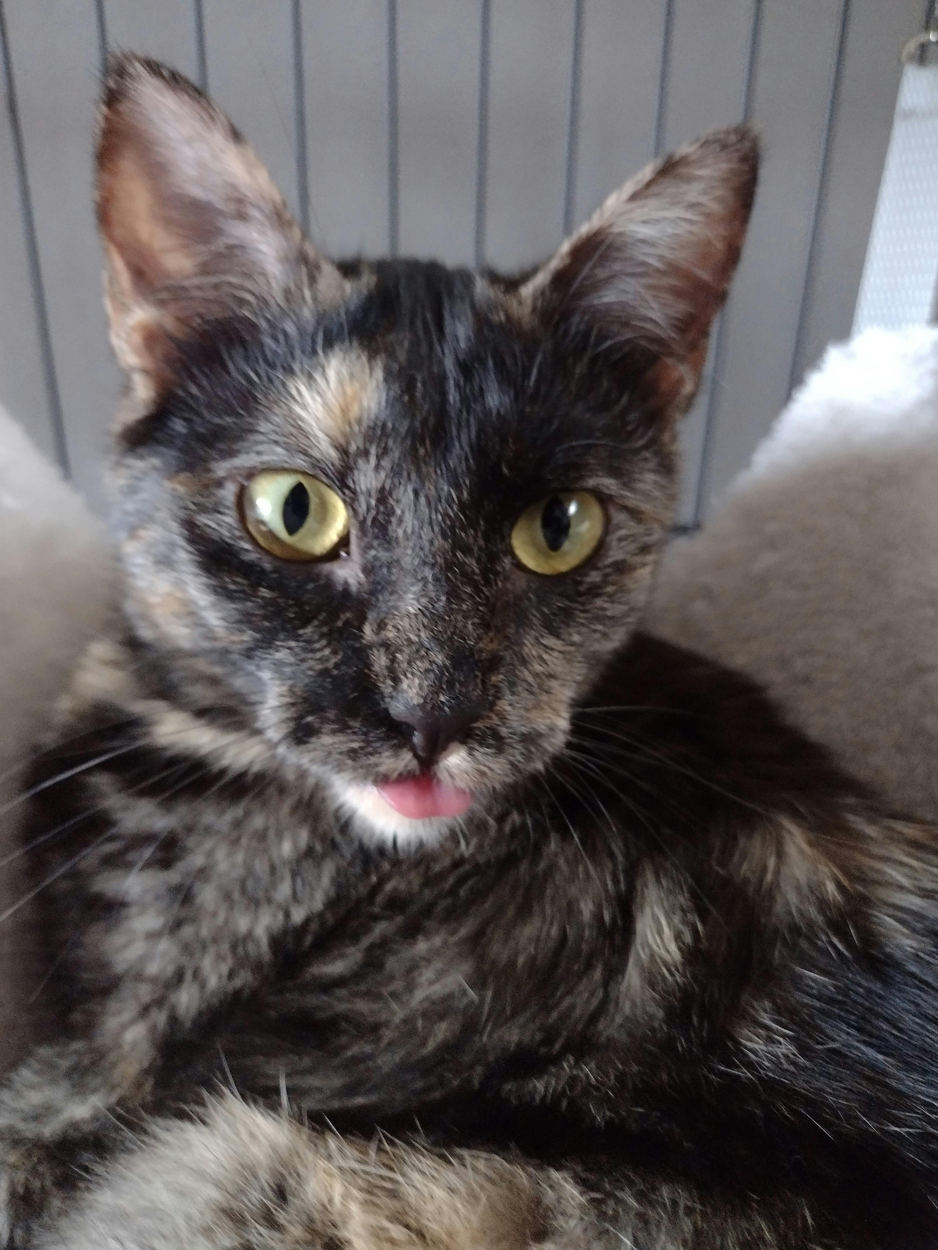 user avatar image for Fluffington