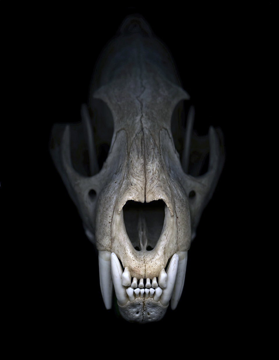 user avatar image for andrew david