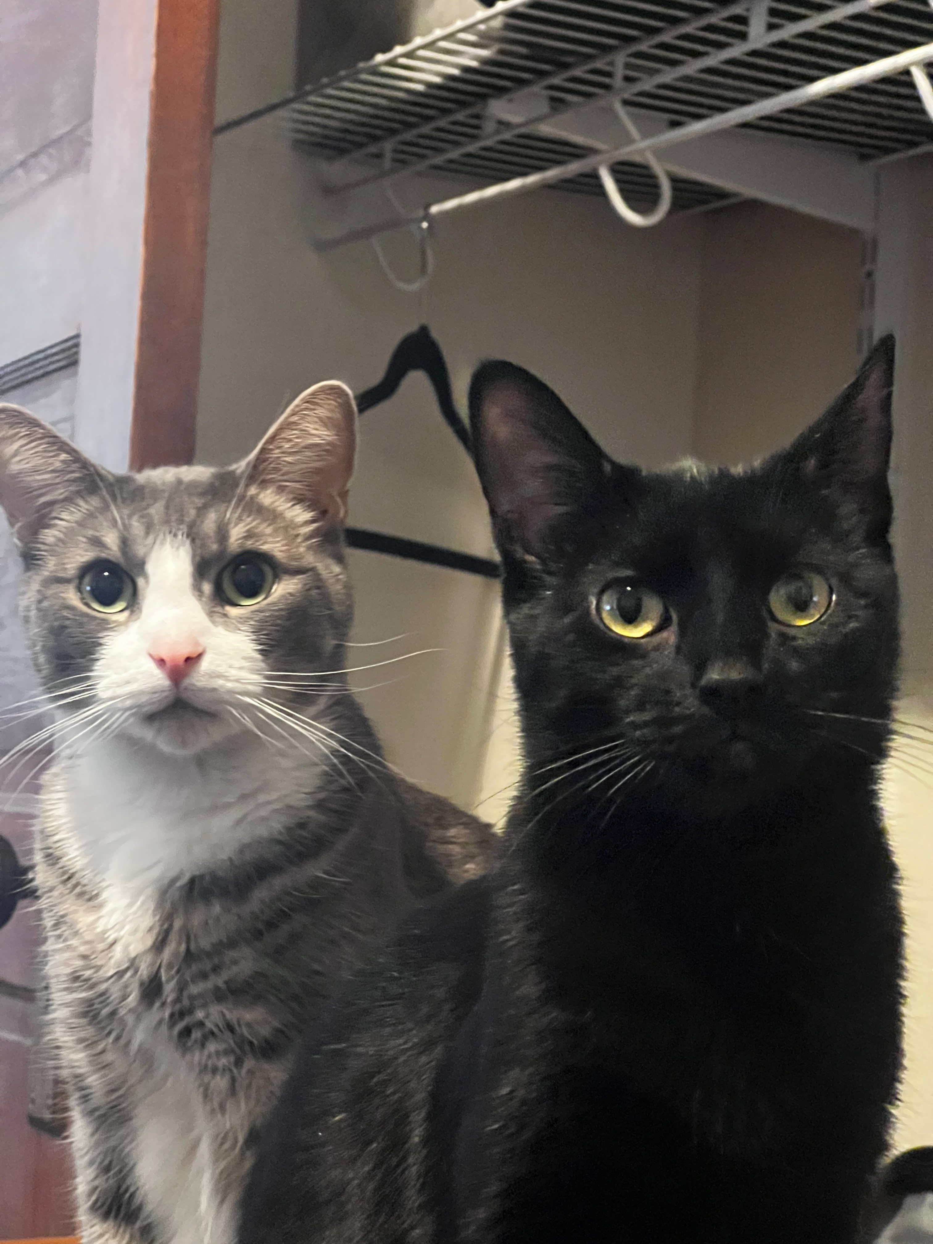 user avatar image for Matthew Fisher