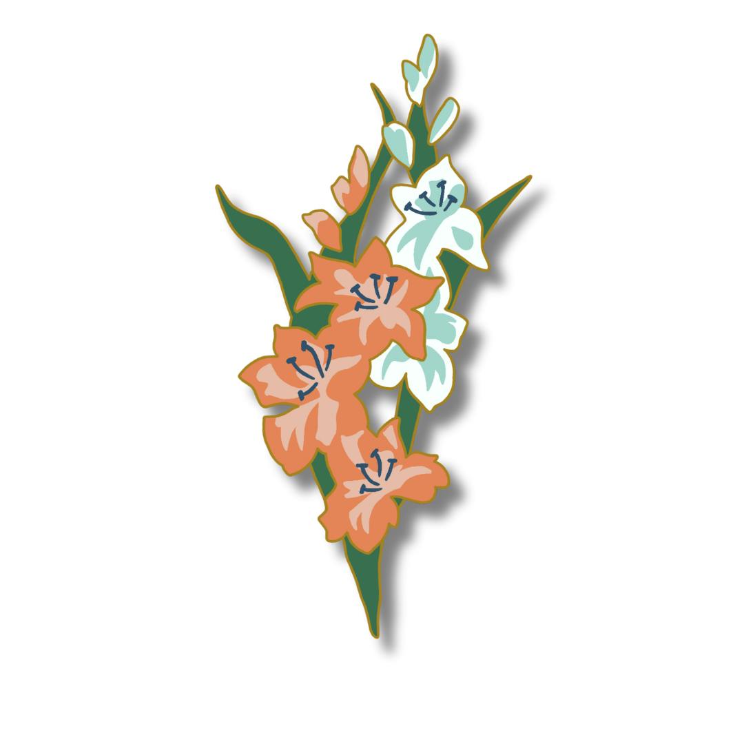 Gladiolus