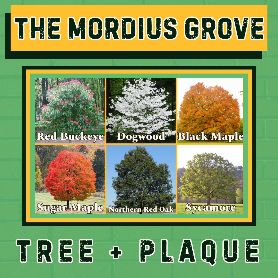 The Mordius Grove