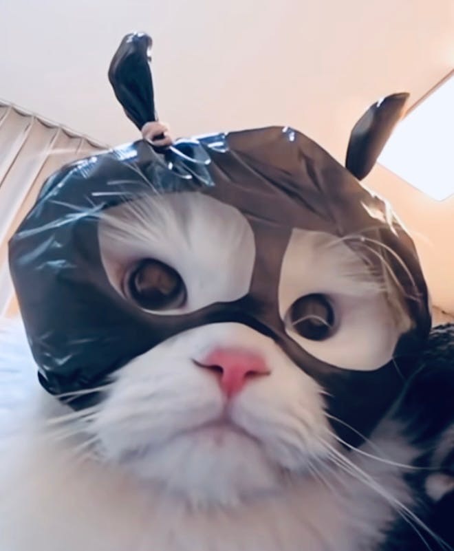 user avatar image for Laura Register