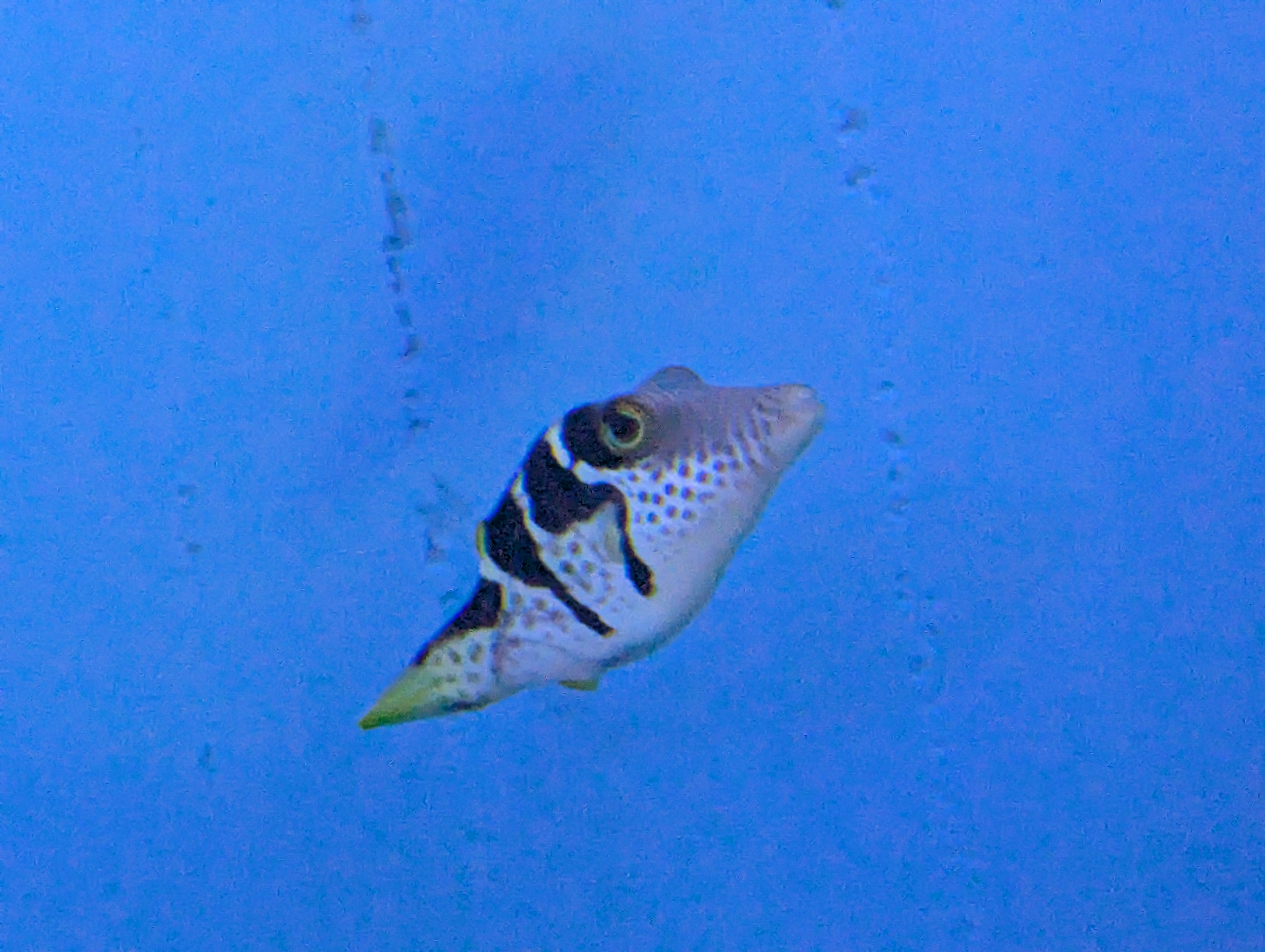 user avatar image for Maraxus