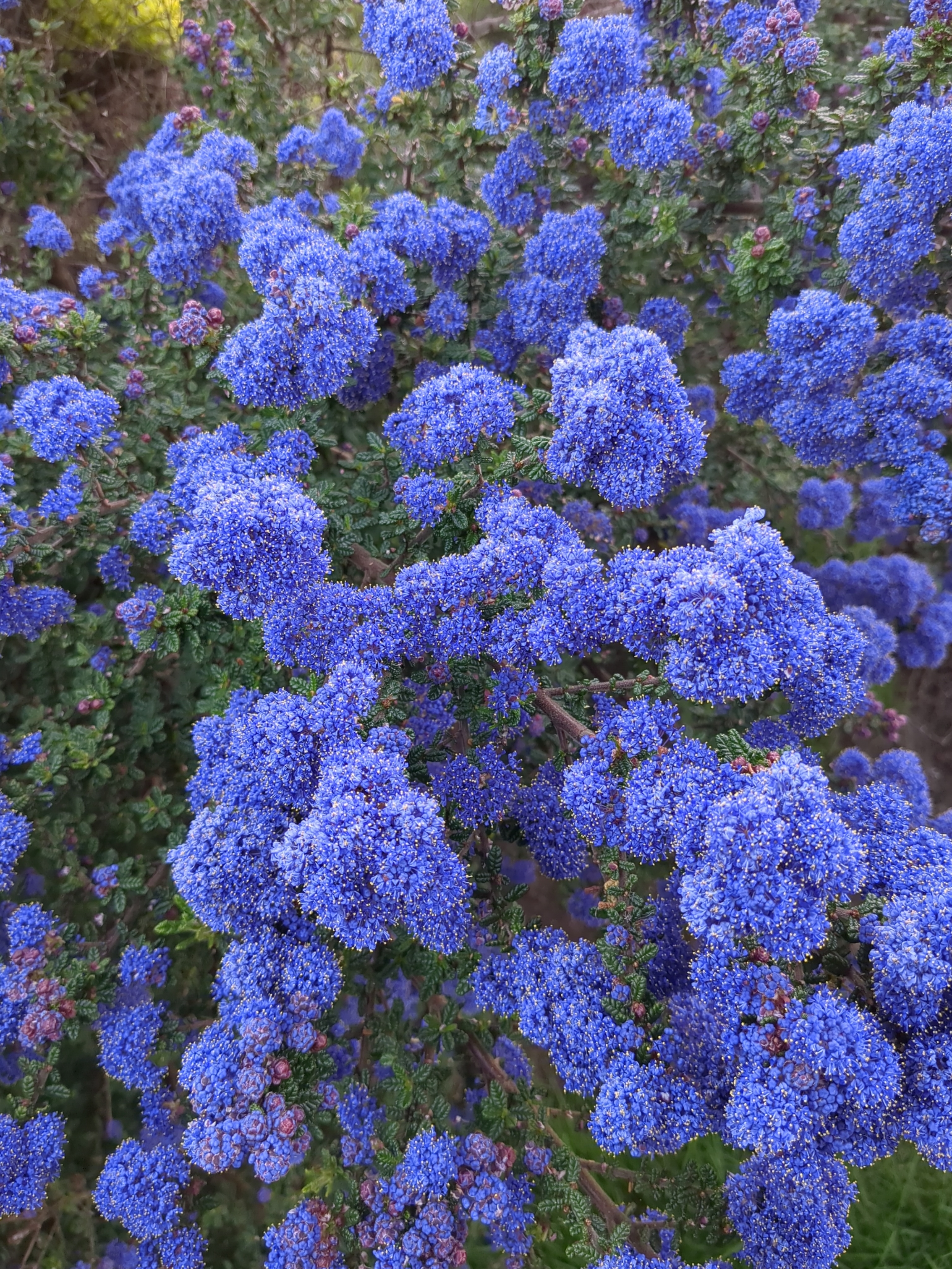 user avatar image for Brenn