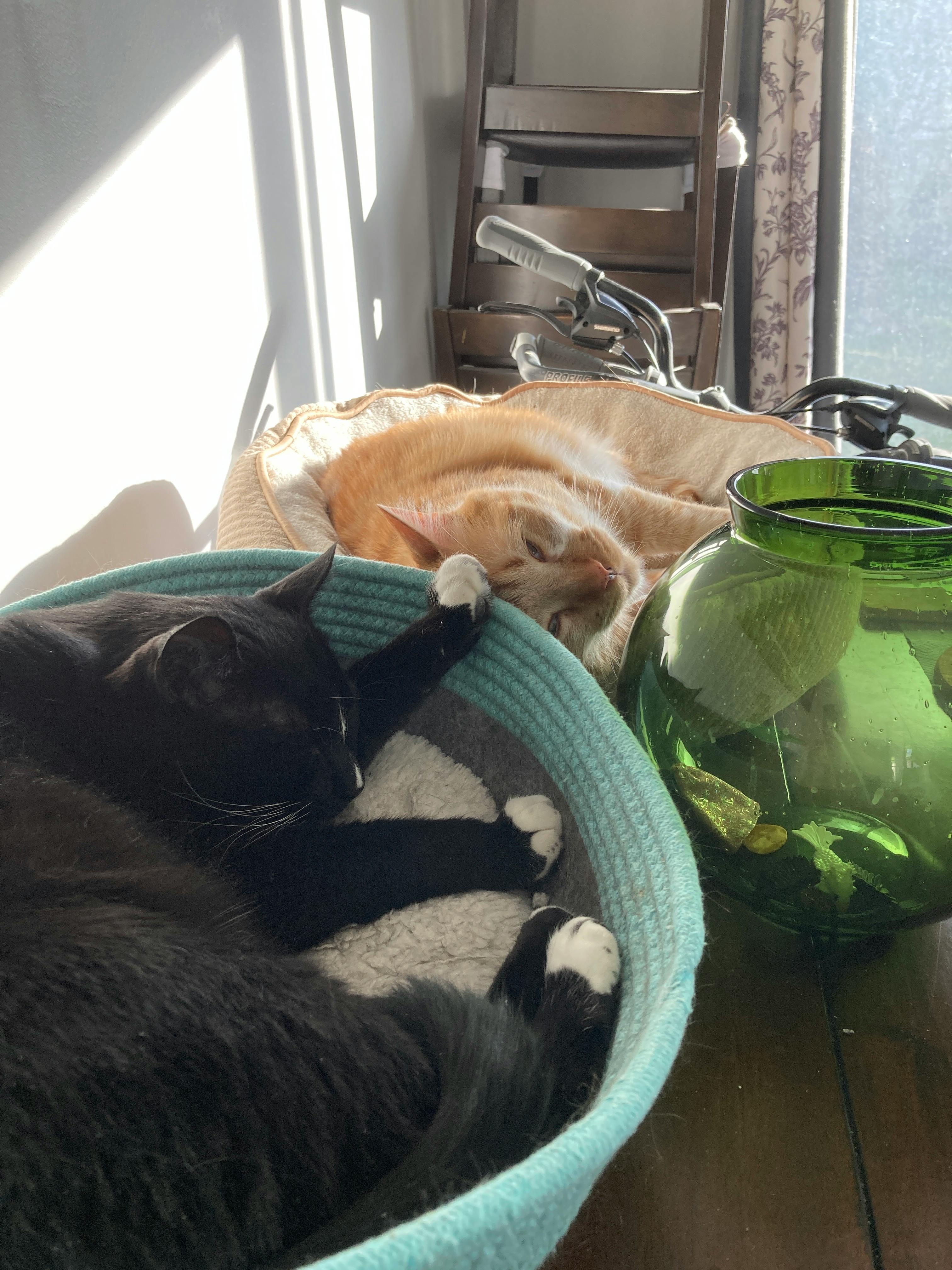 user avatar image for FeralGlance