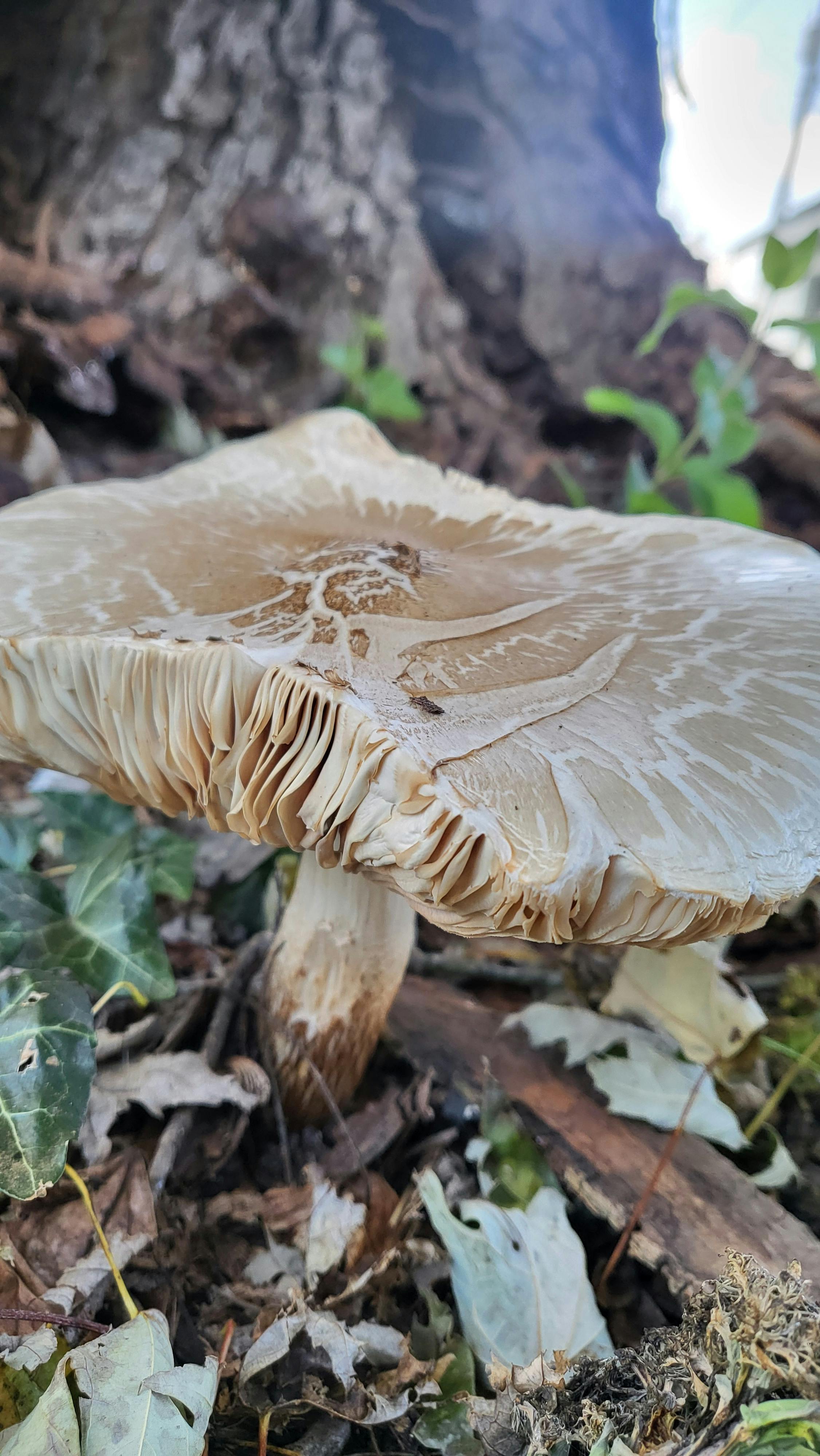 user avatar image for Ellen