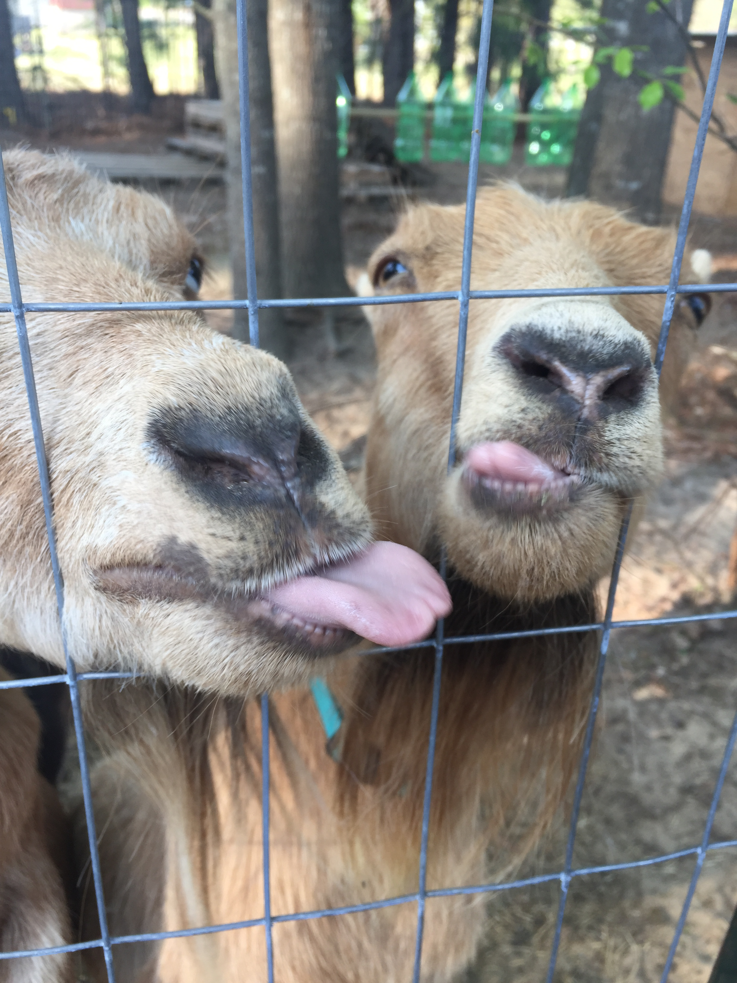 user avatar image for ShadoMom