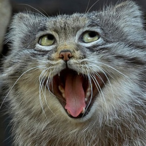 user avatar image for Corey Tanner