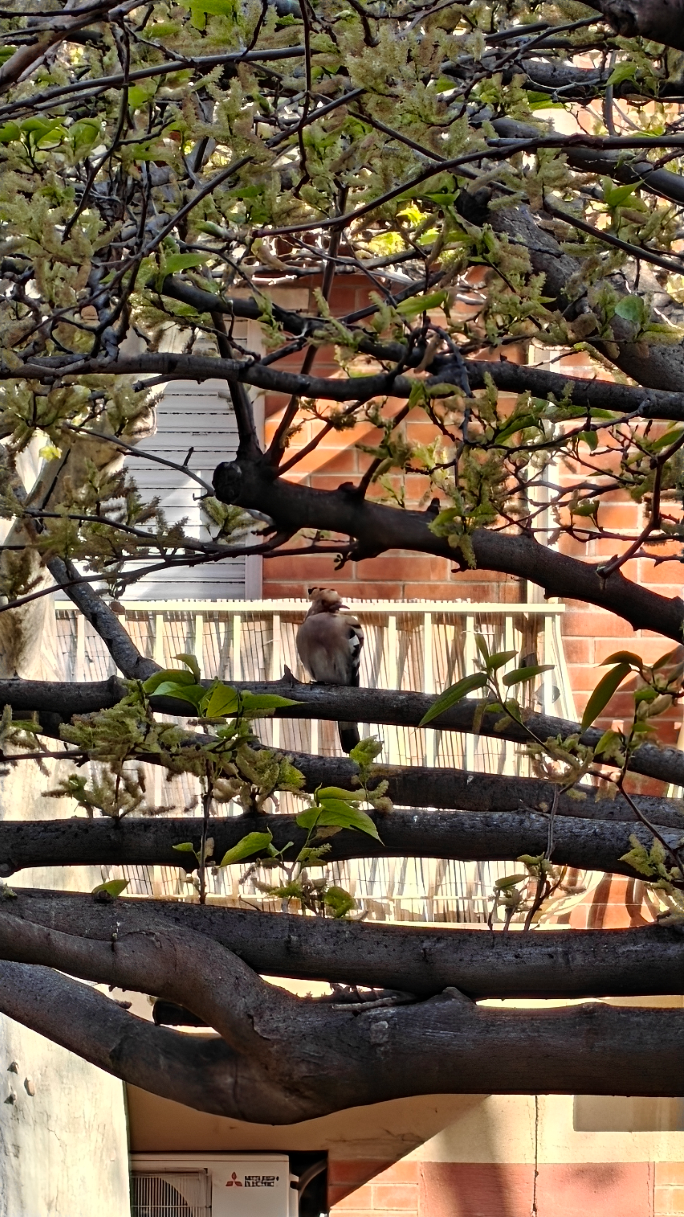 user avatar image for JorgeAv