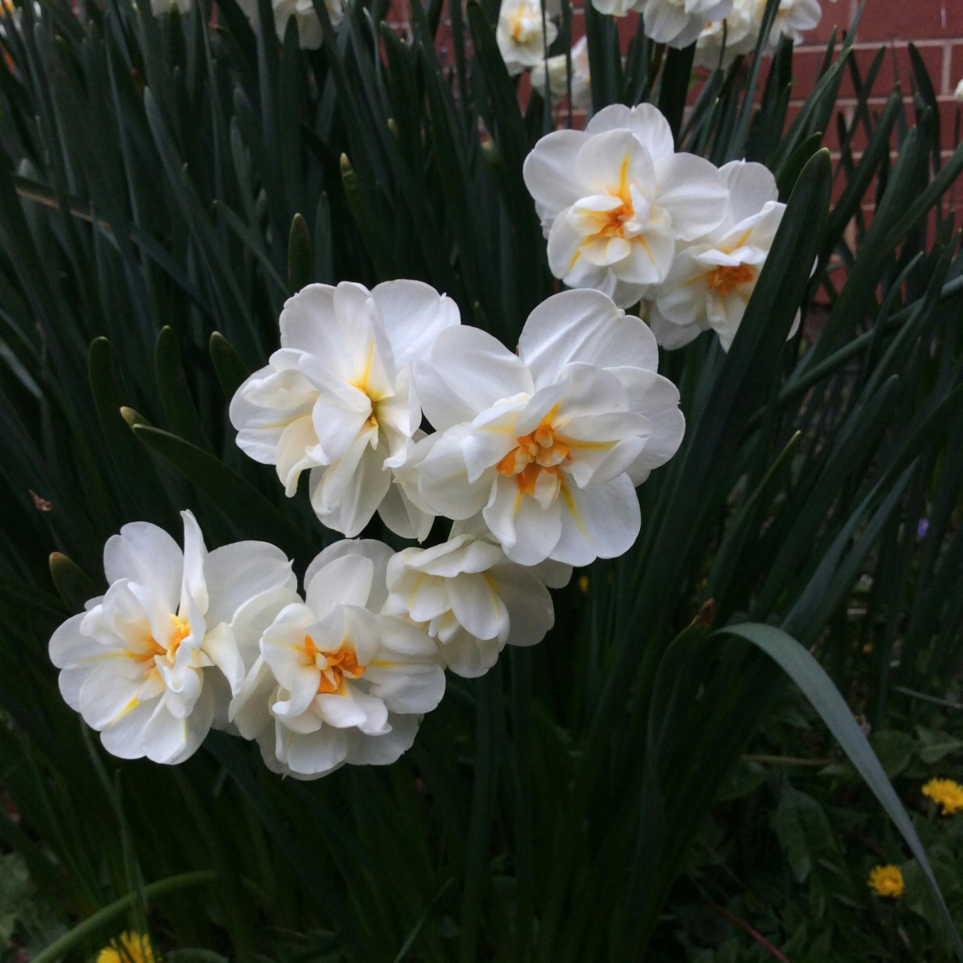 user avatar image for Suzie Q