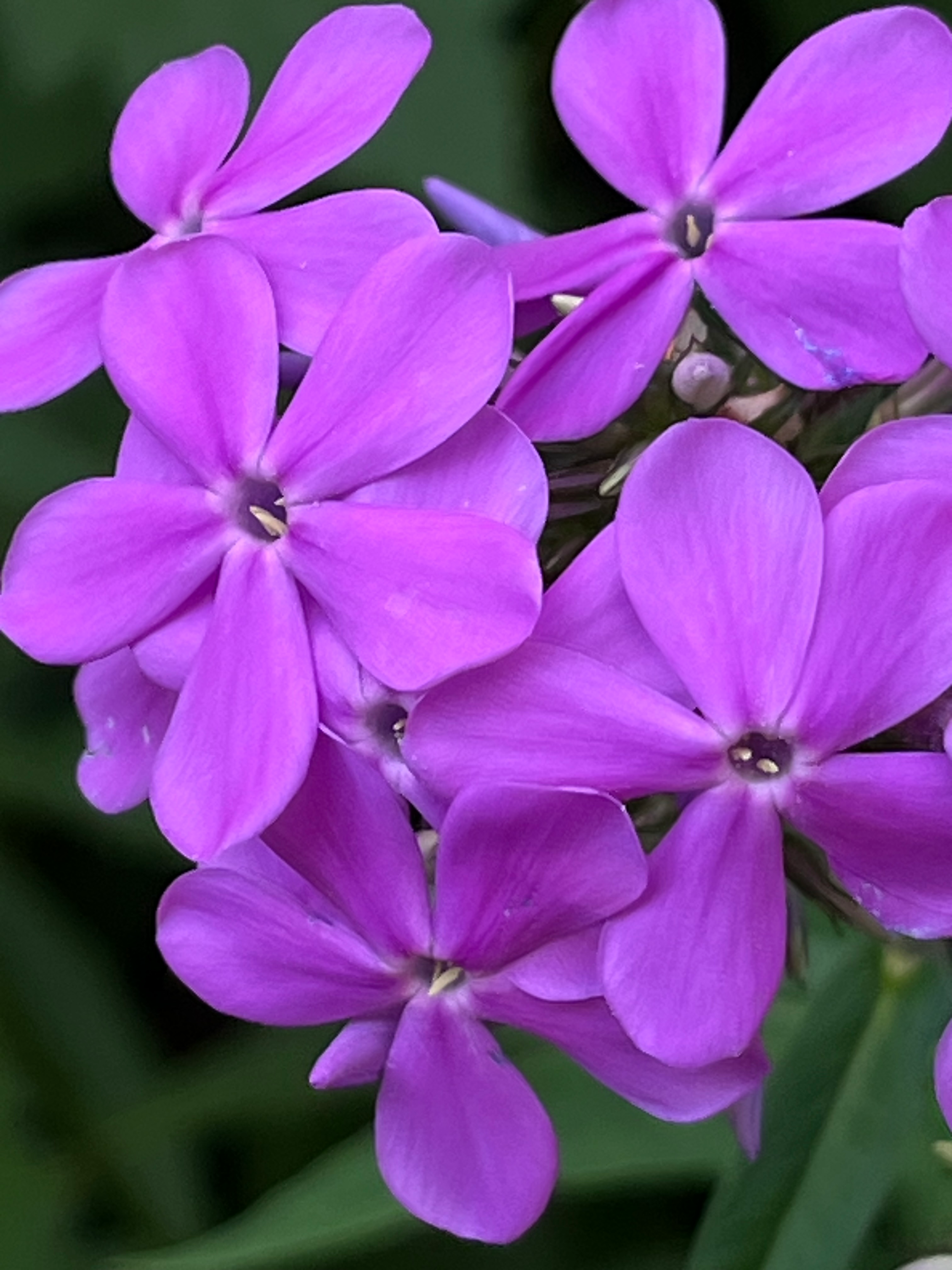user avatar image for Rimante
