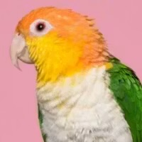 Caique