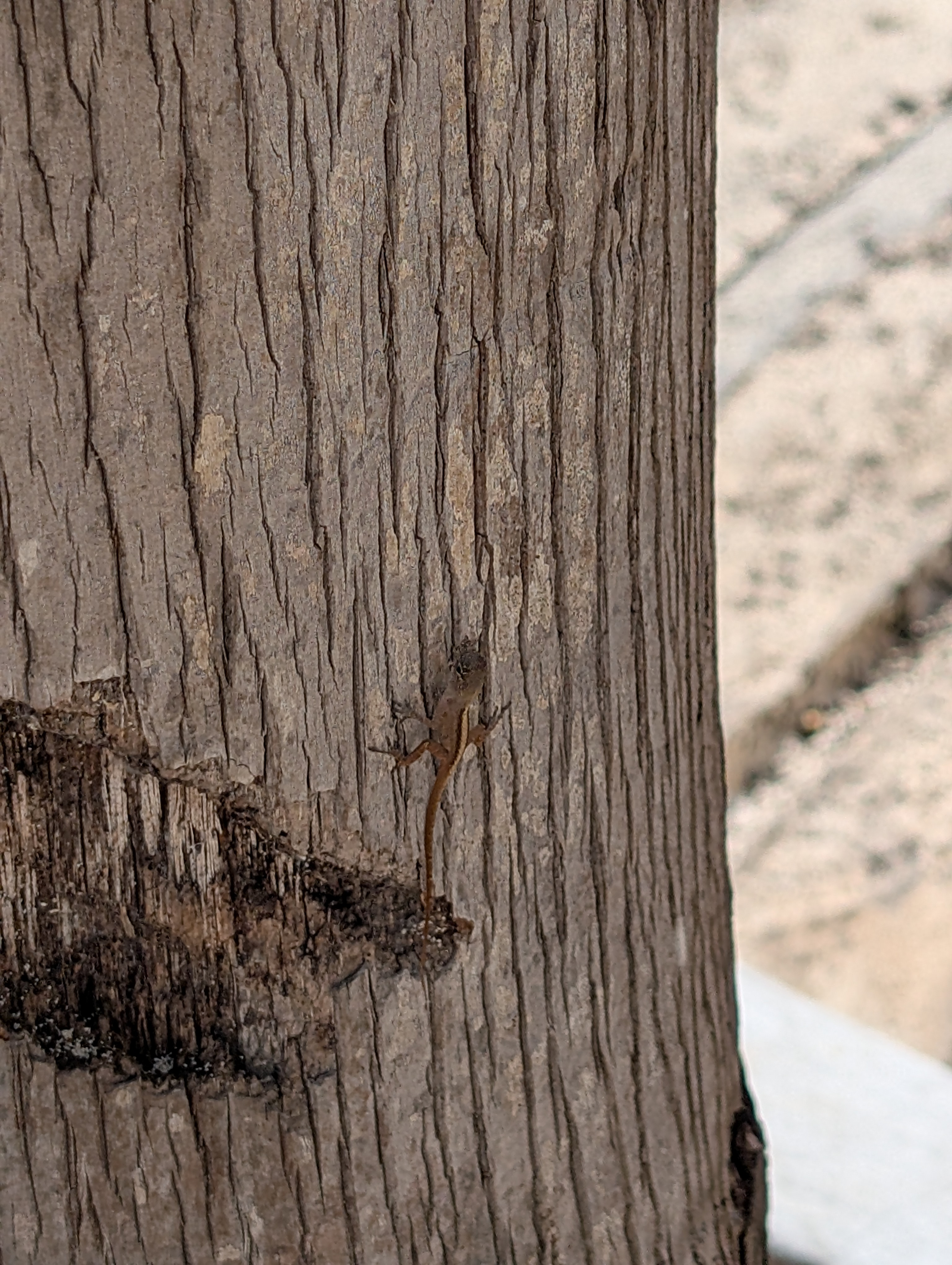 user avatar image for Corey