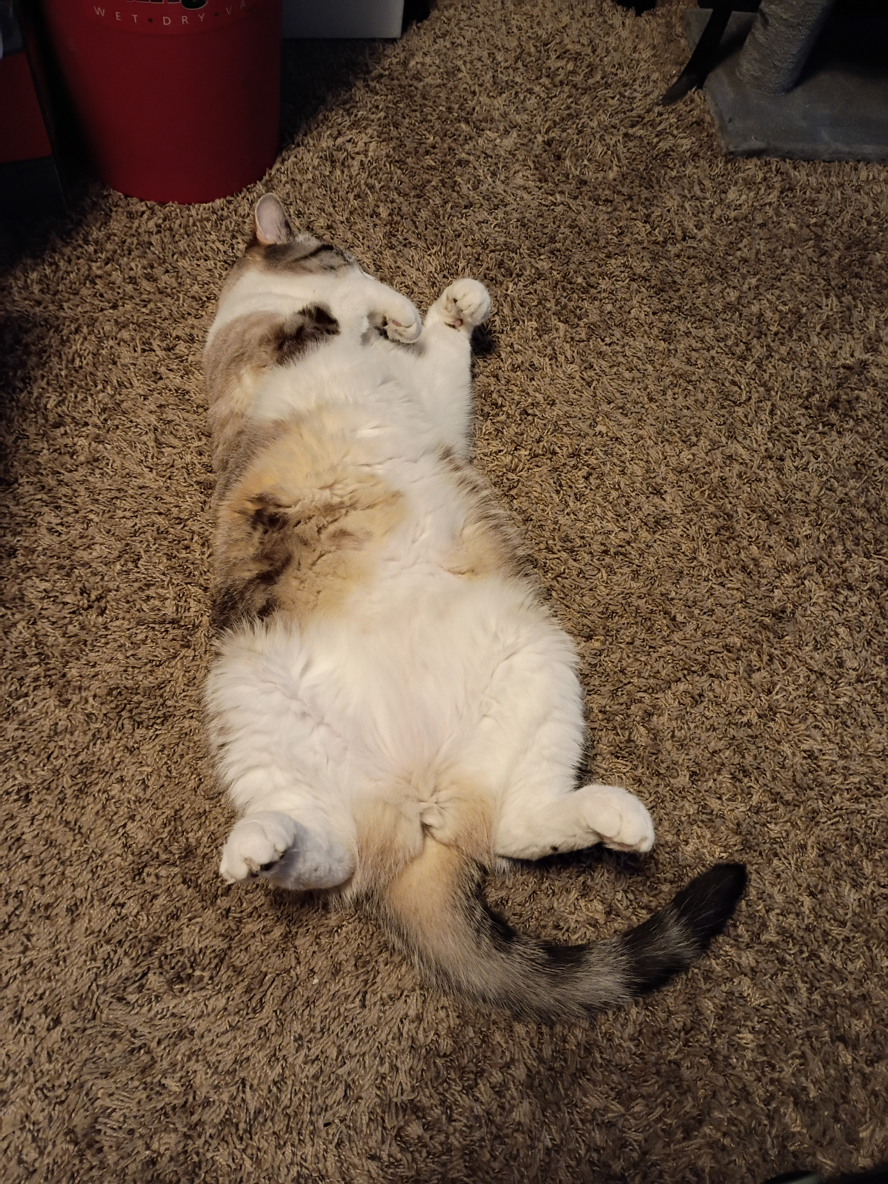 user avatar image for Cheryl Bays