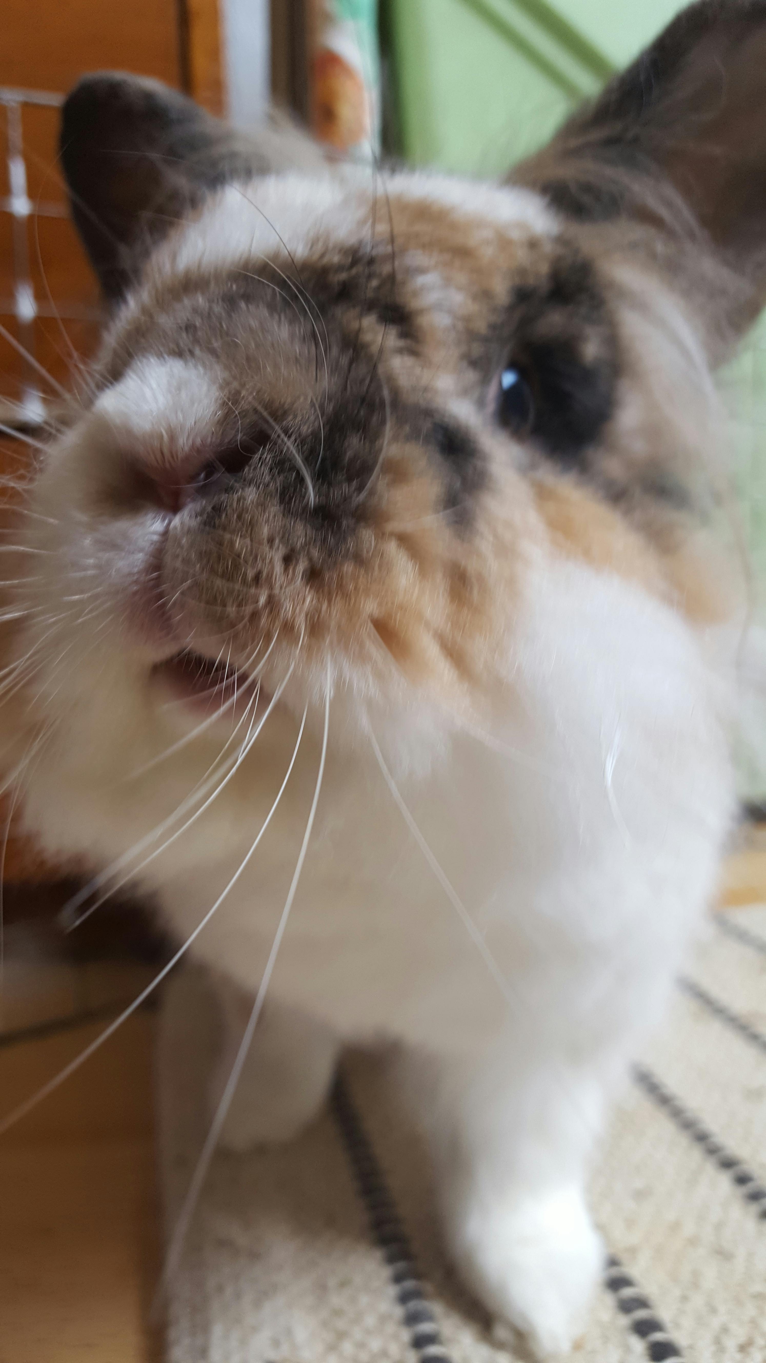 user avatar image for Velvet Wombat