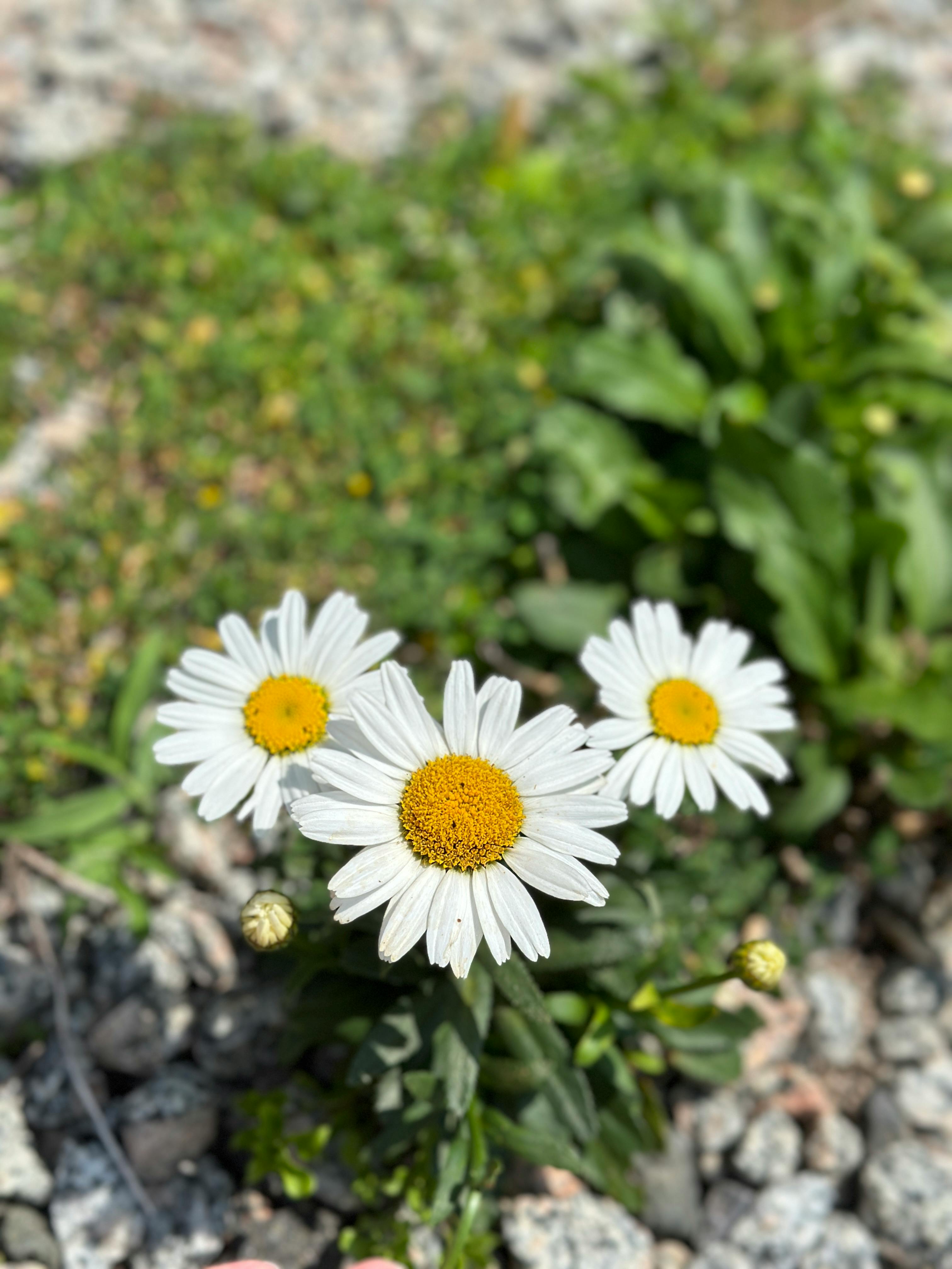 user avatar image for Daisy 