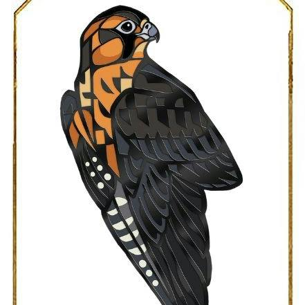 Aplomado Falcon