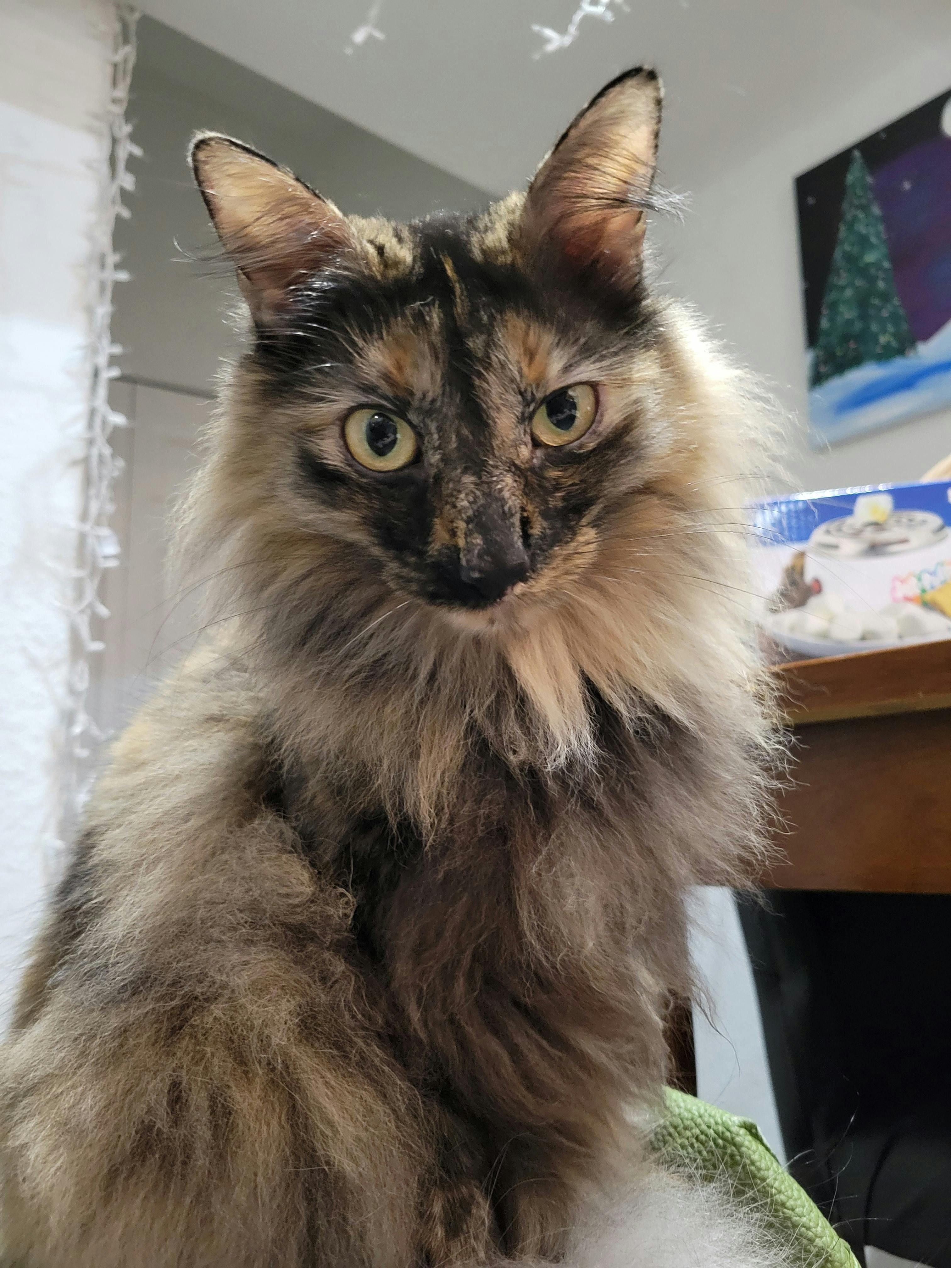 user avatar image for Austin Carroll