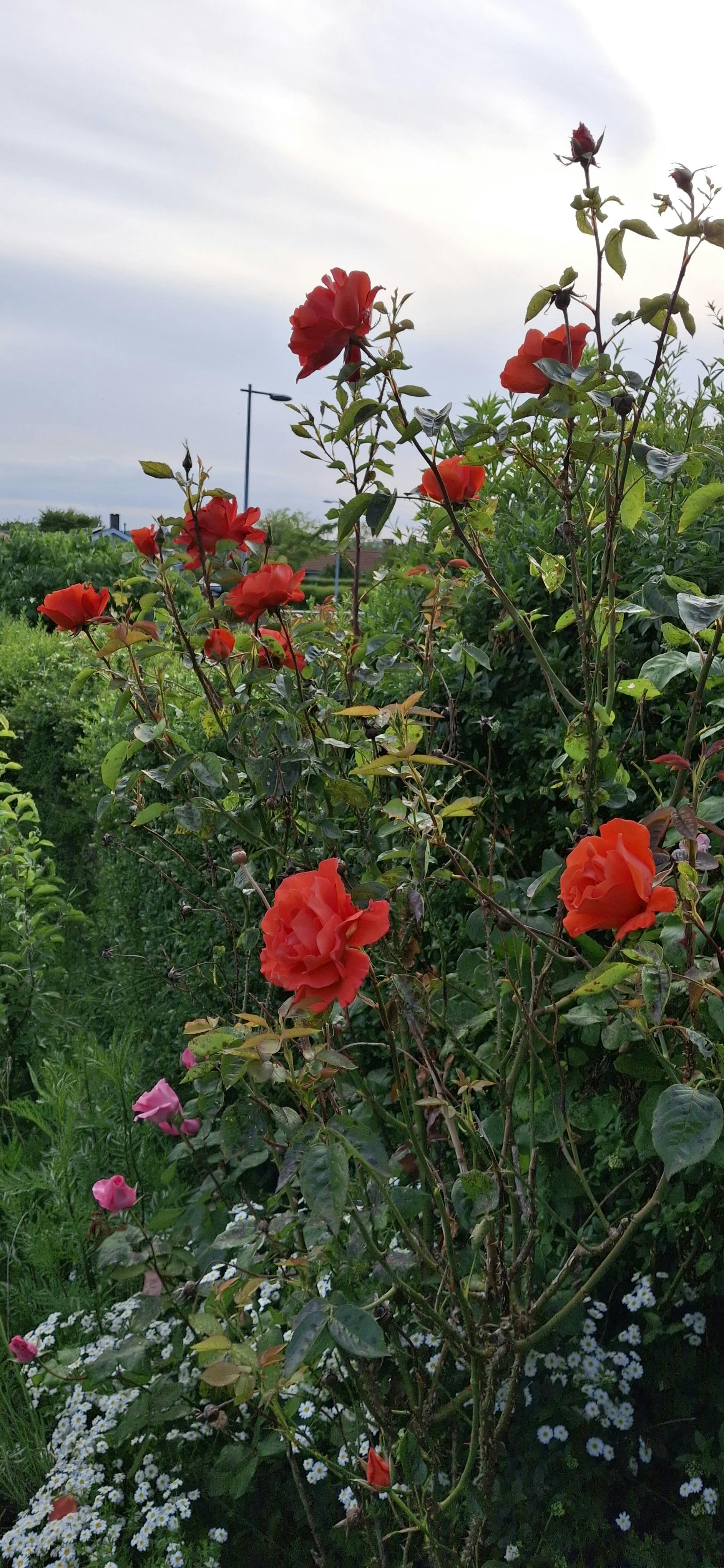 user avatar image for Maren L. 