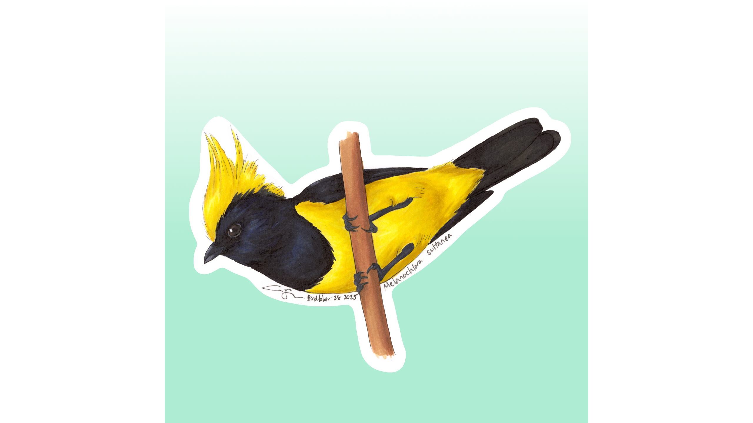 Sultan Tit Sticker Design