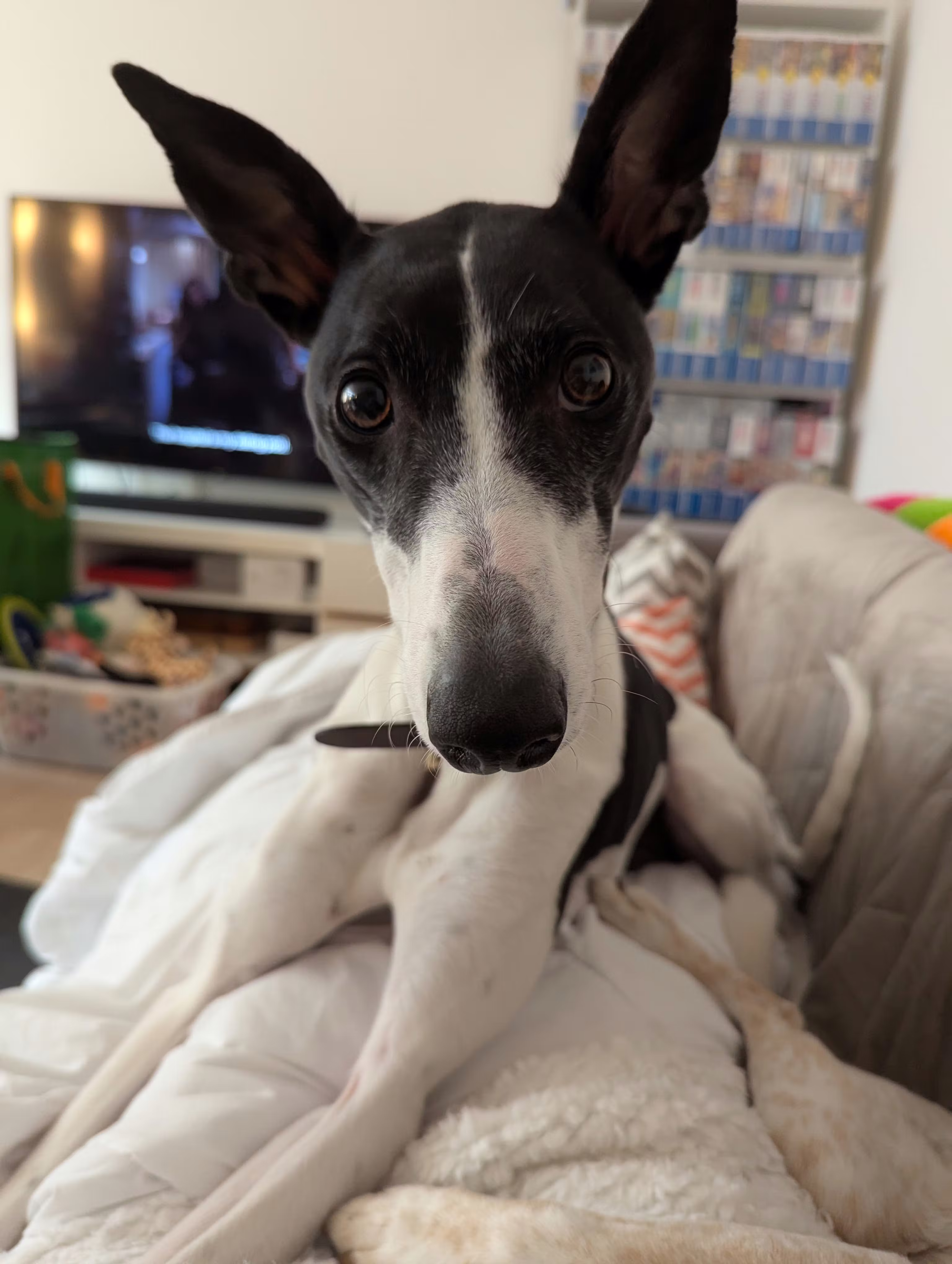 user avatar image for Dinah McNutt