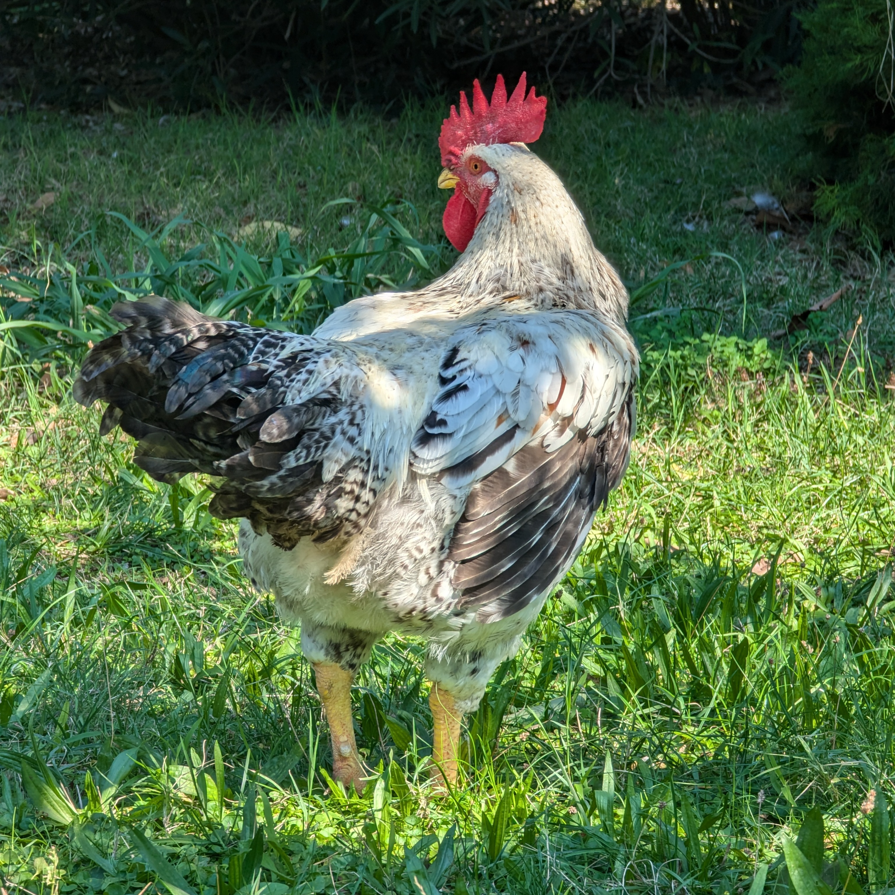 user avatar image for Emanuele Bonati 