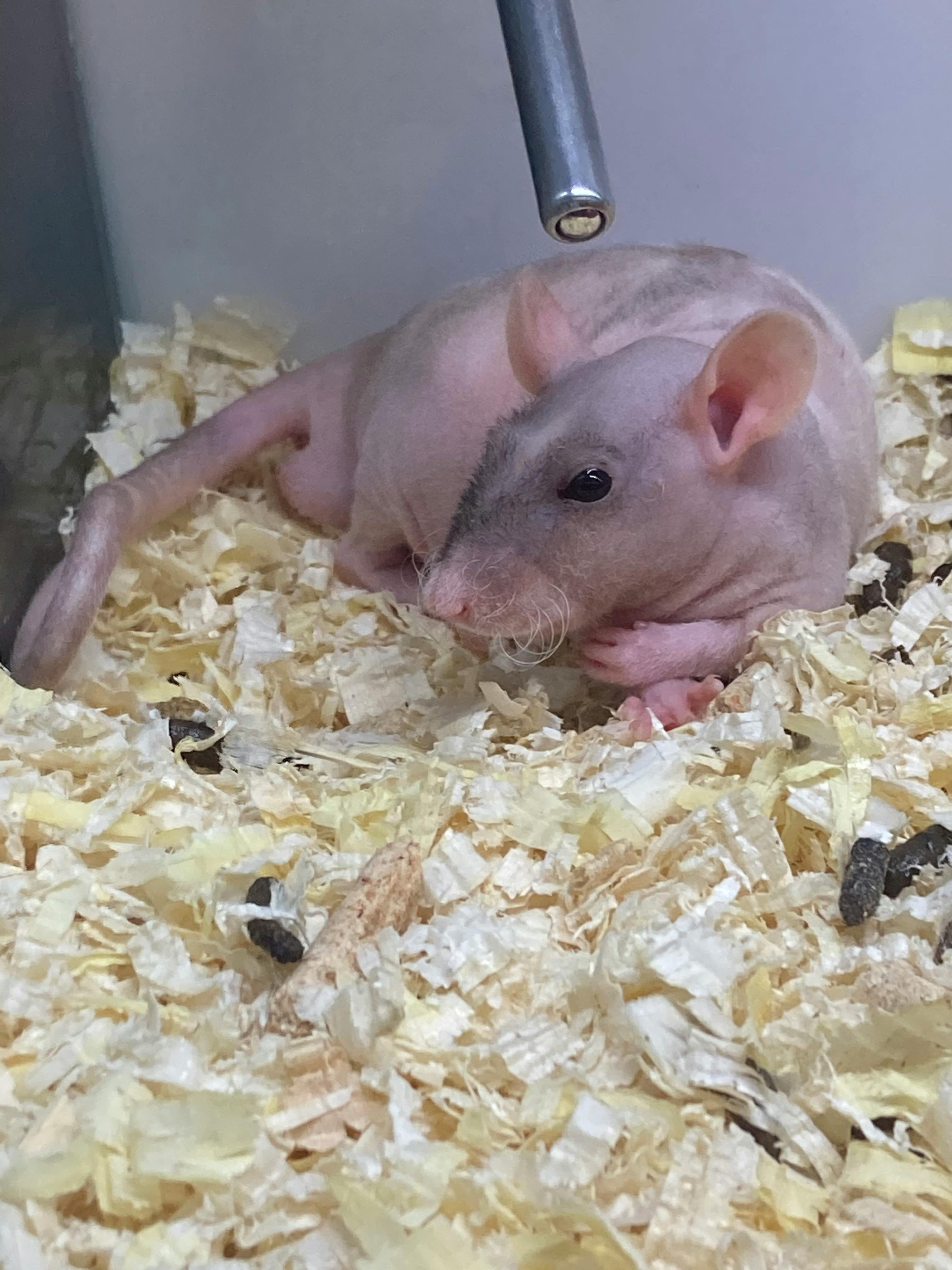 user avatar image for Cody Takahara