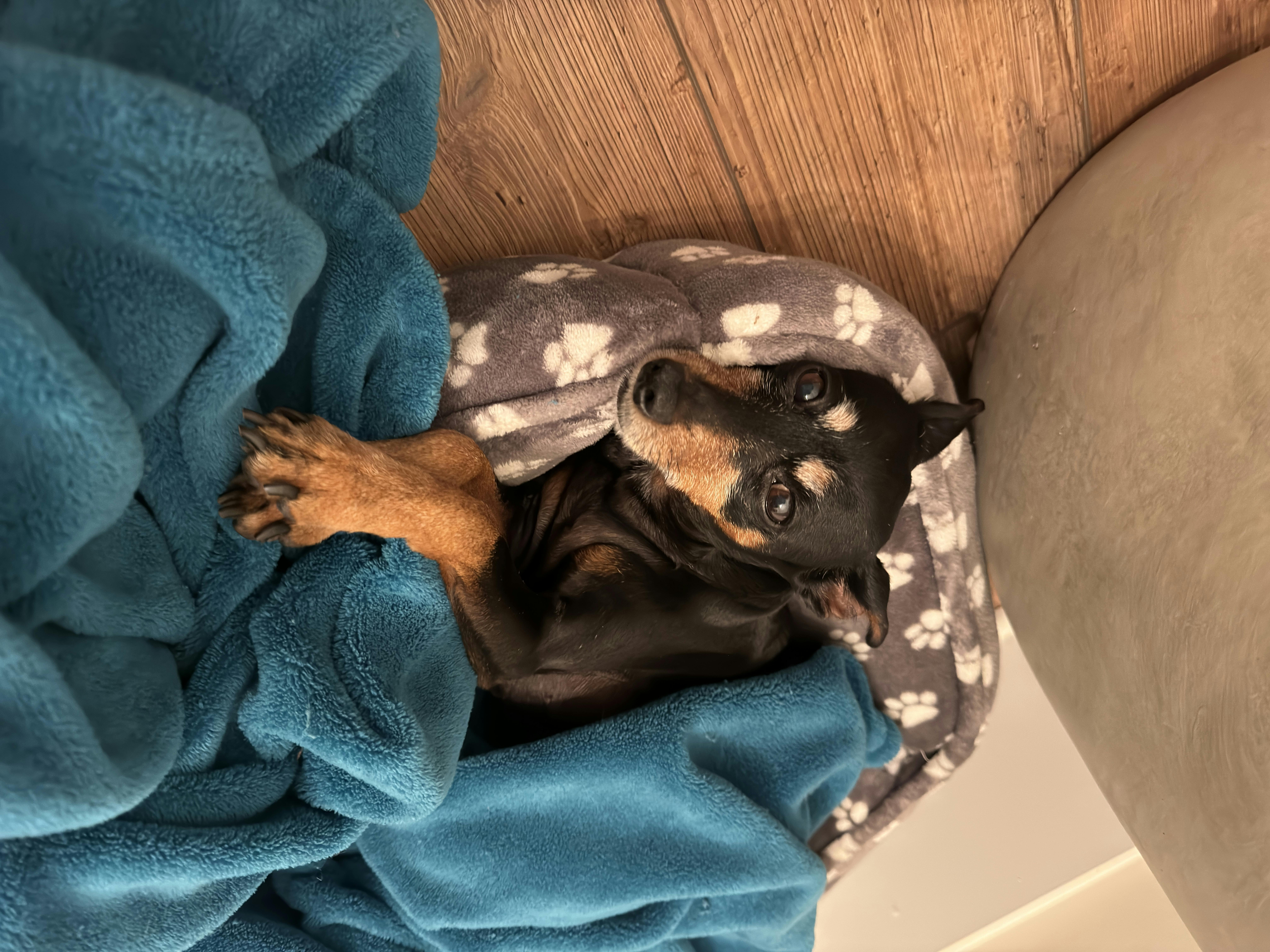 user avatar image for wallizoober