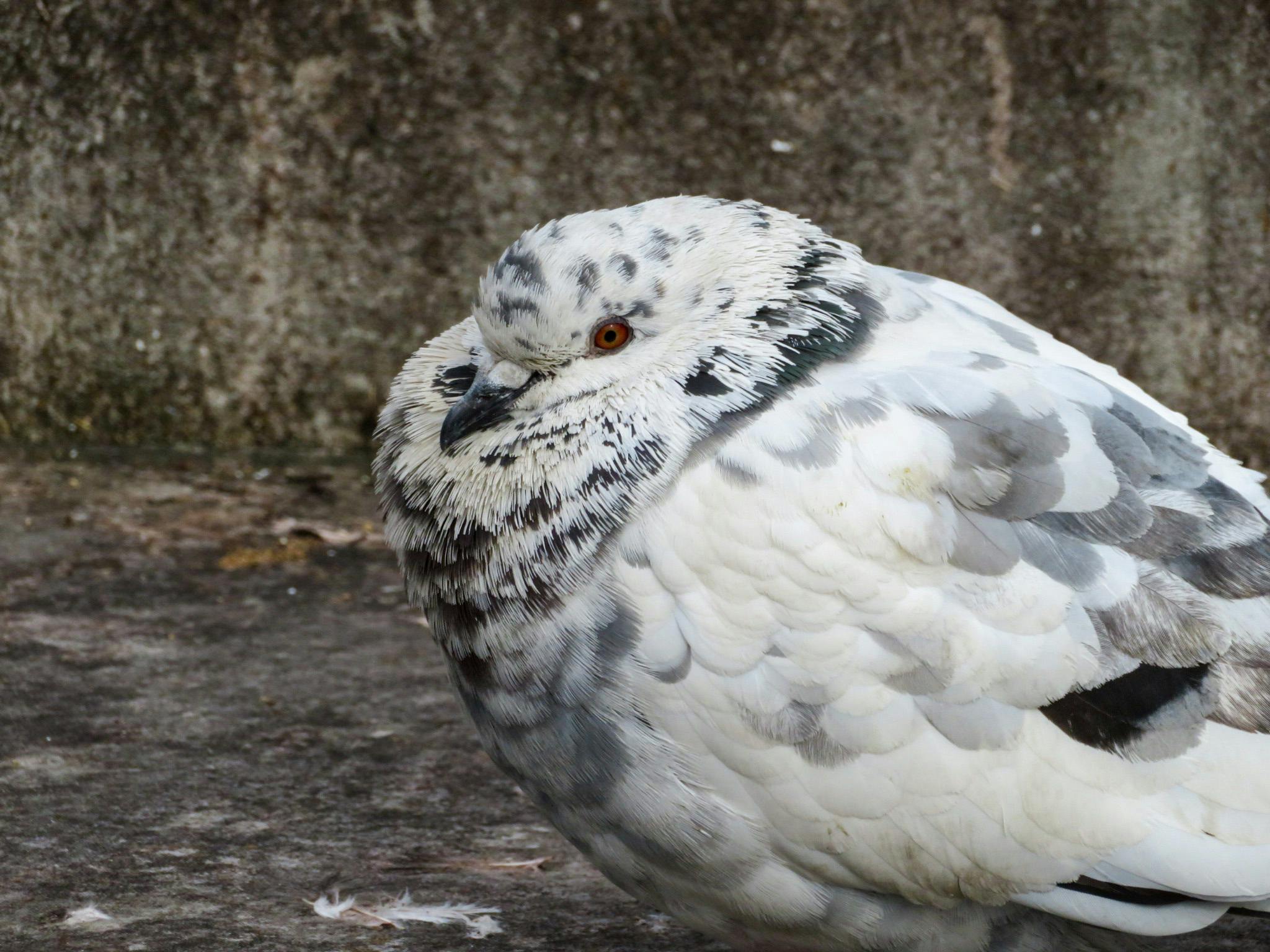 user avatar image for Spiri