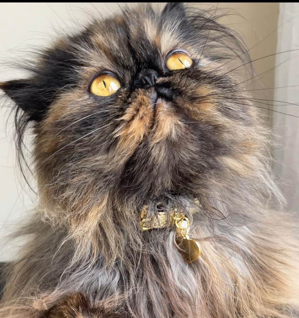 user avatar image for Lynne Nolan