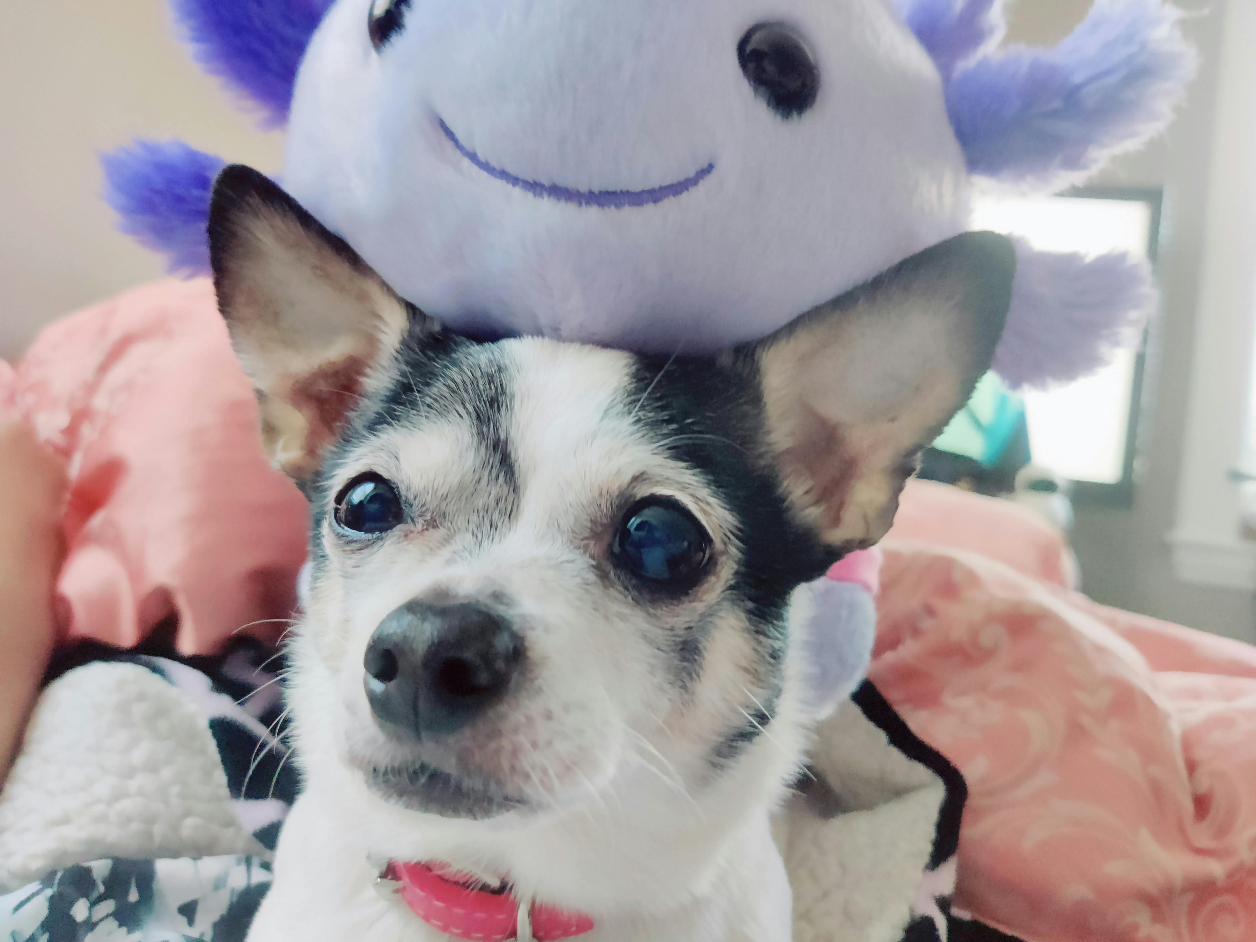 user avatar image for VI