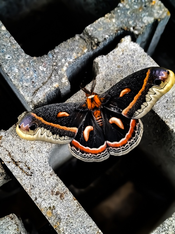 user avatar image for Scotty