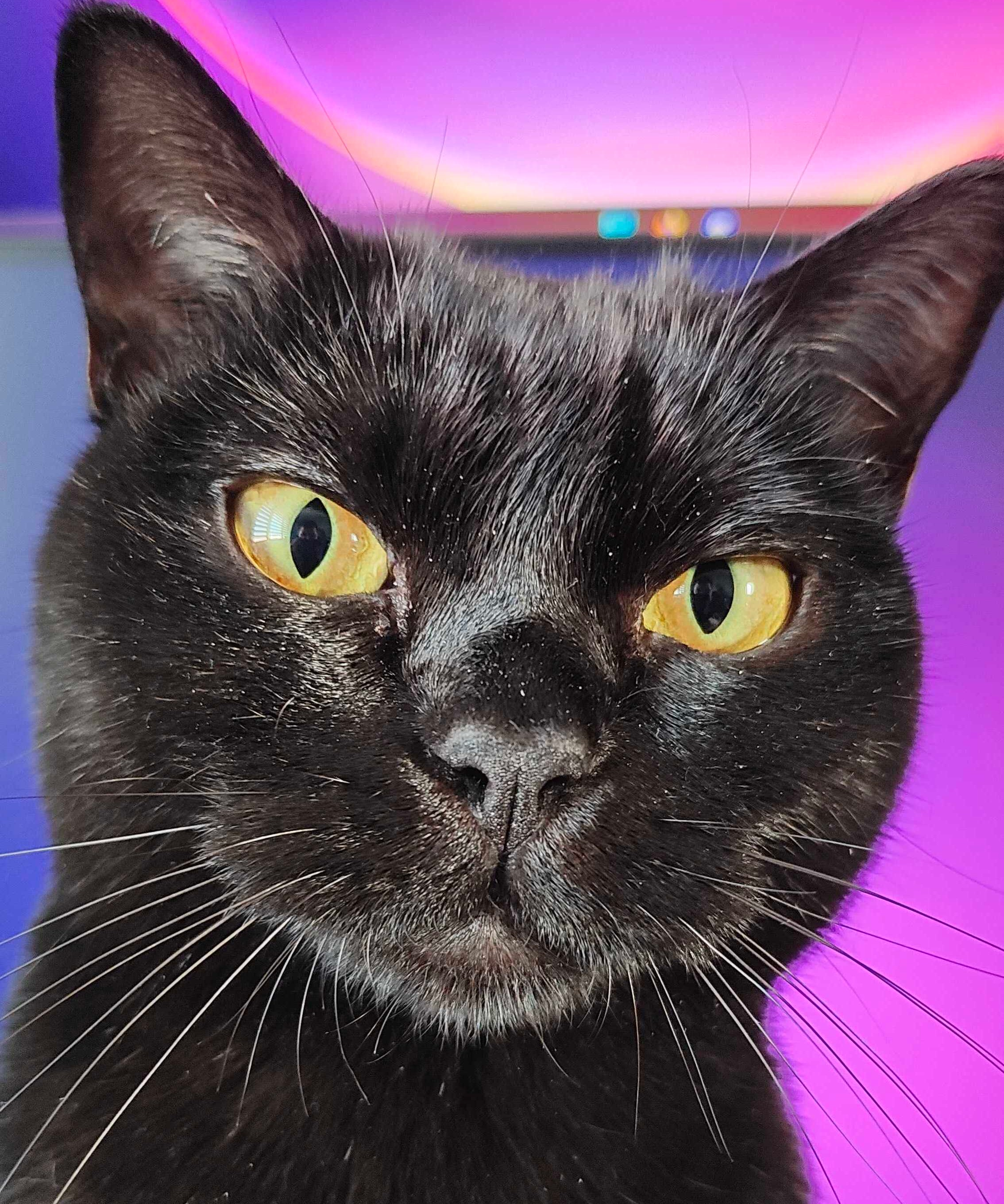 user avatar image for Luka Camernik