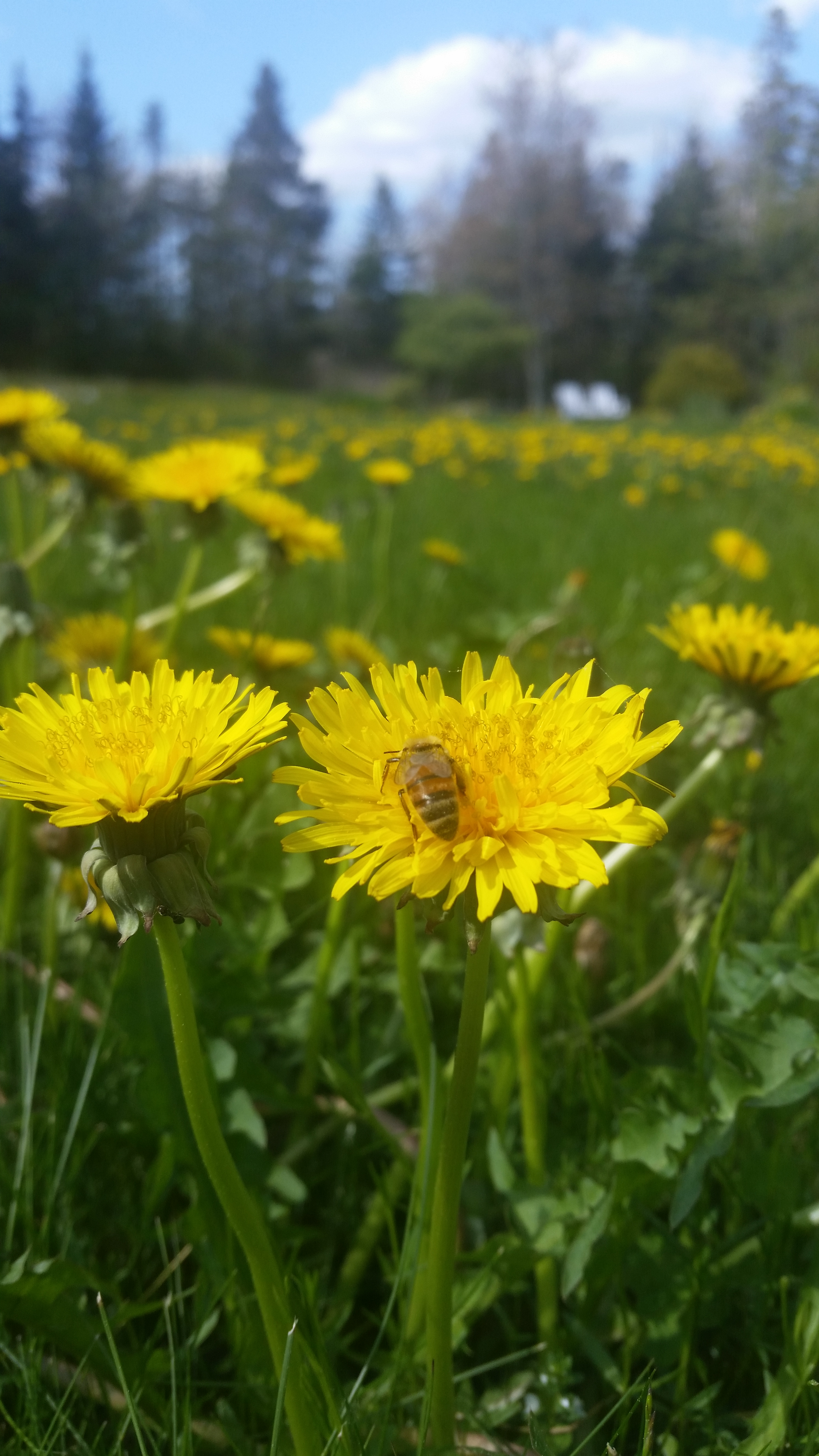 user avatar image for Meteor Elk