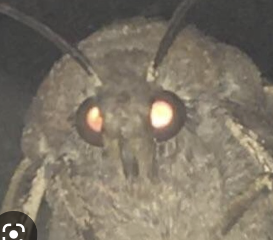 user avatar image for SaintZeph