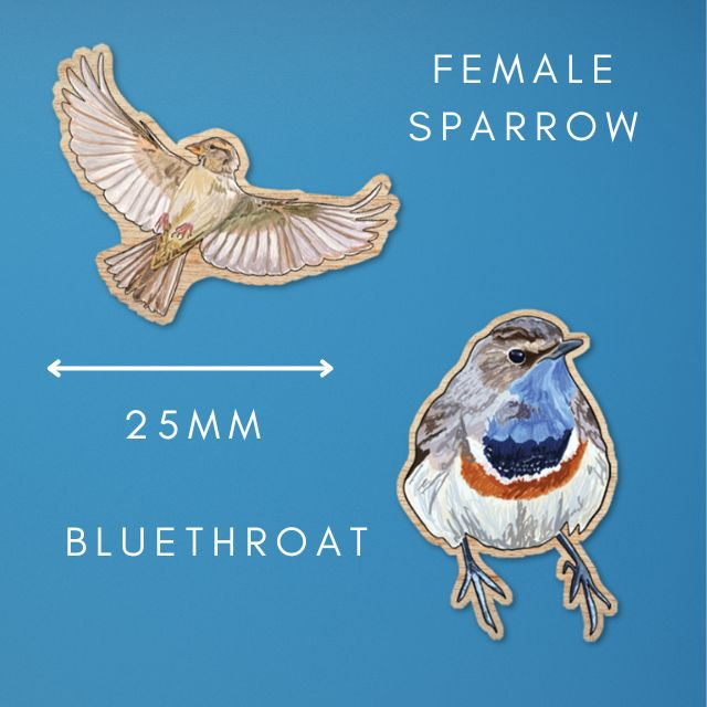 Female Sparrow and Bluethroat