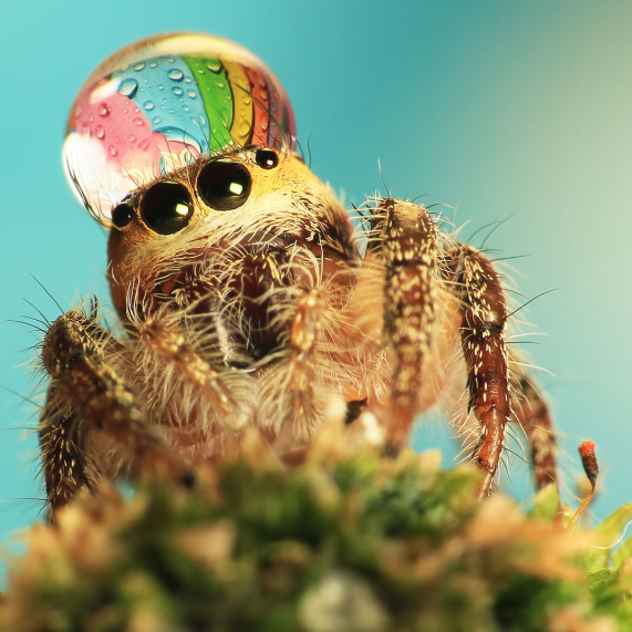 user avatar image for Kwin_Original